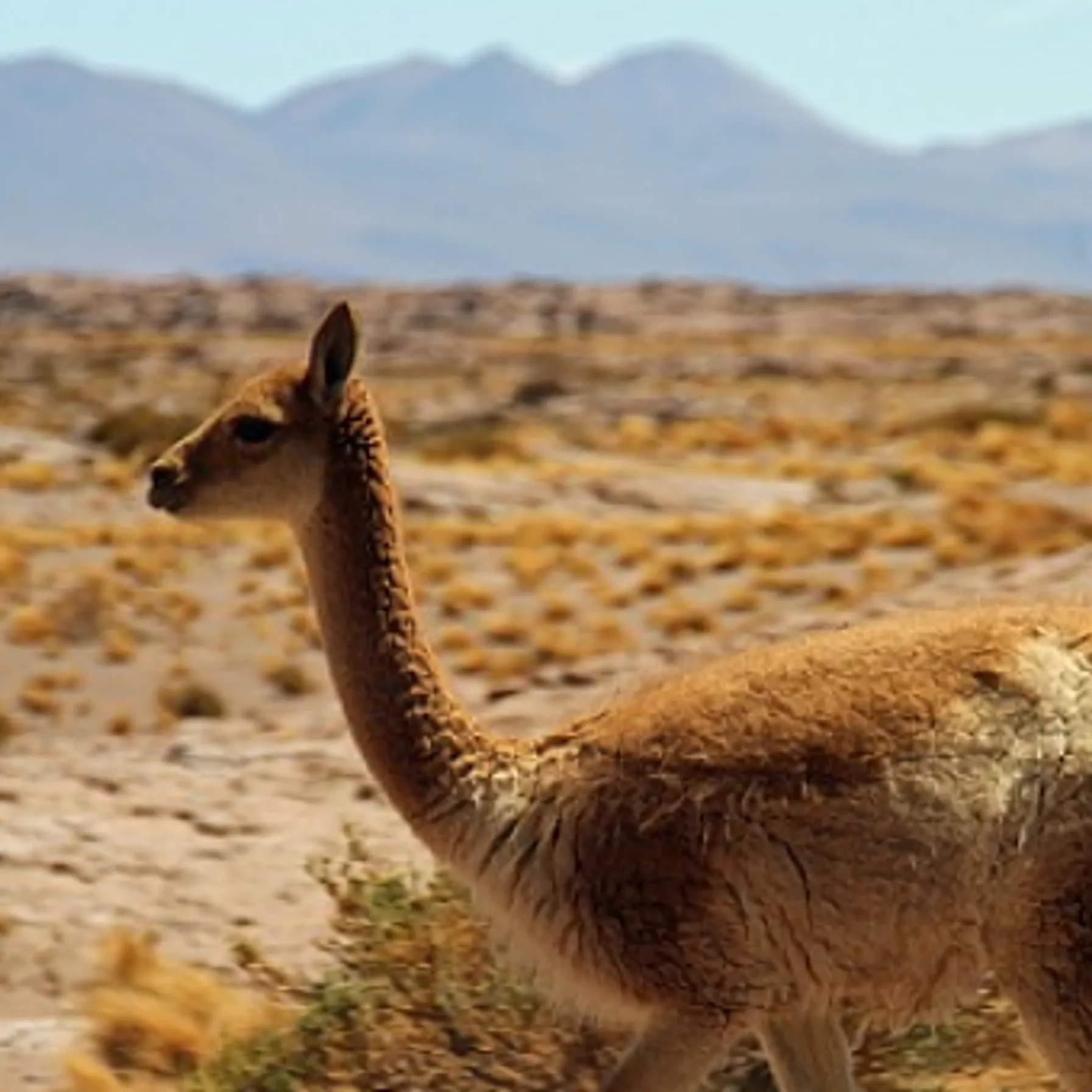 De la ville au désert - Santiago à AtacamaBolivie