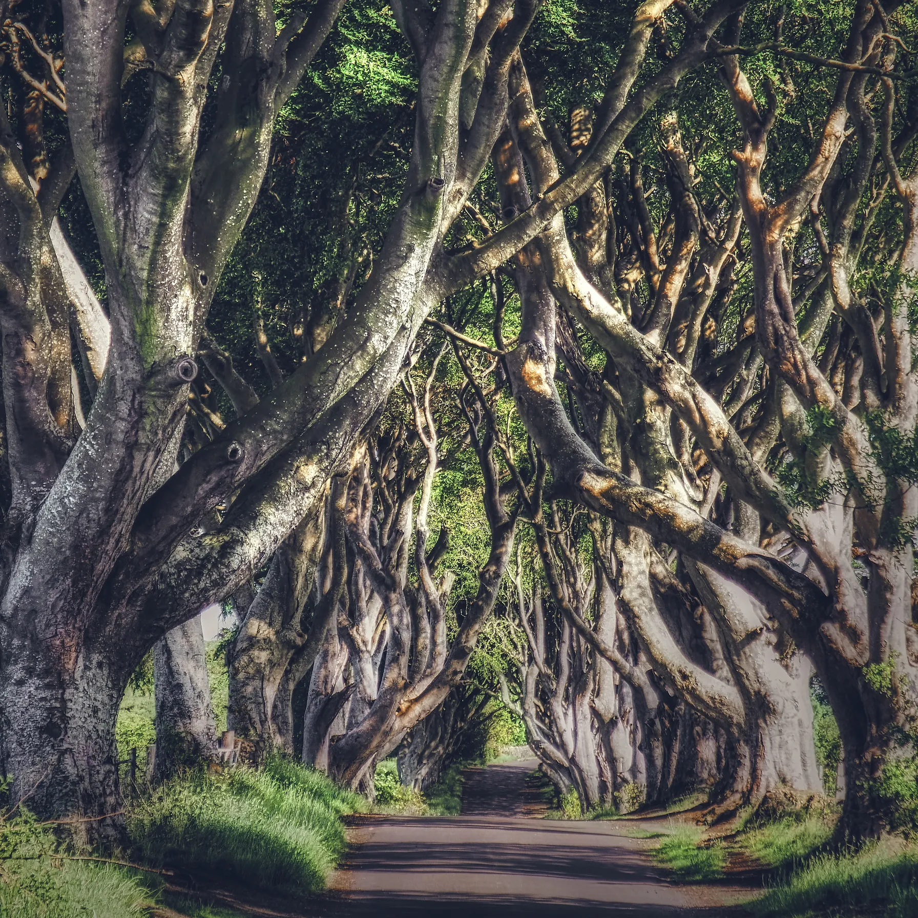 imageDark Hedges