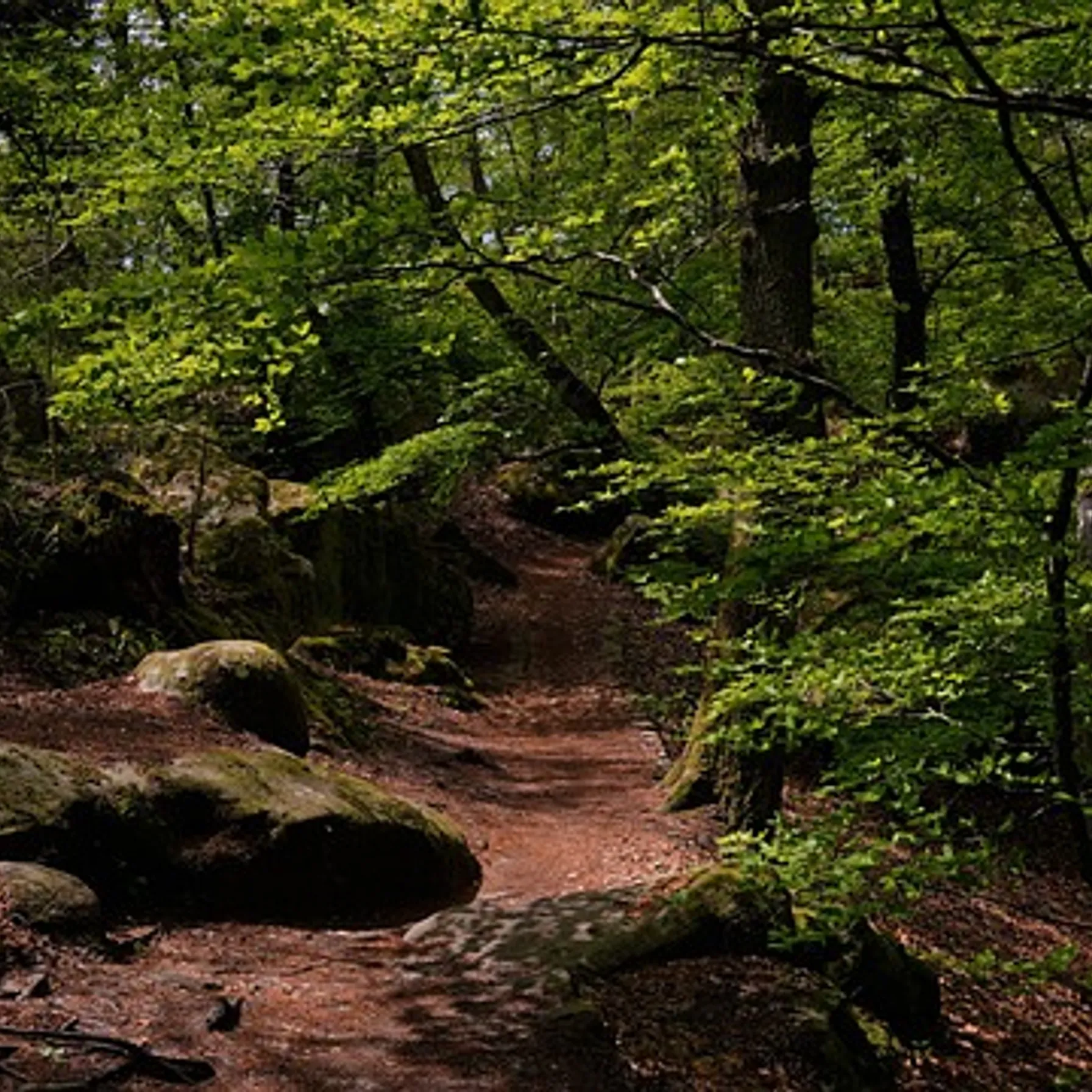image(Forest of) Fontainebleau