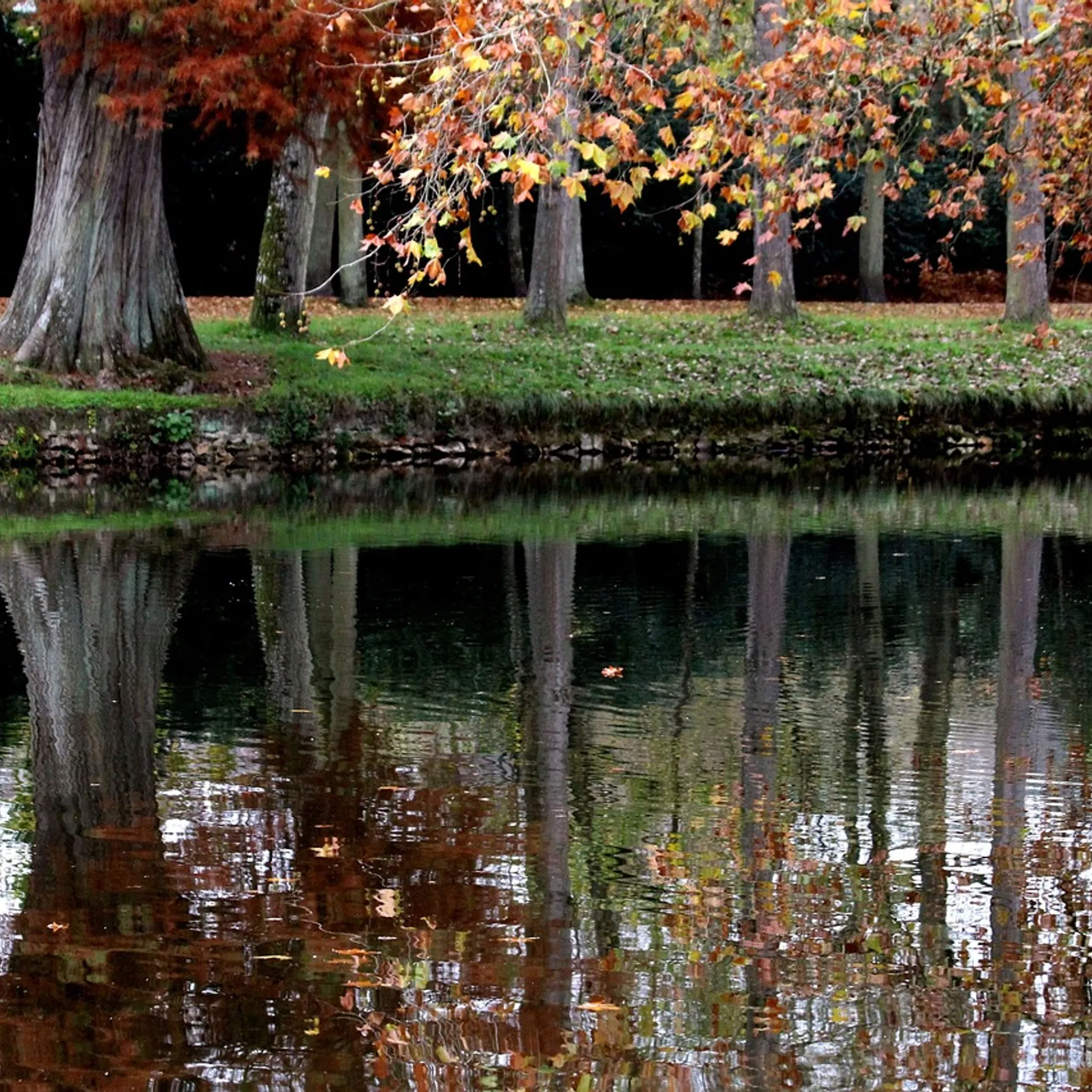 image(Forest of) Rambouillet