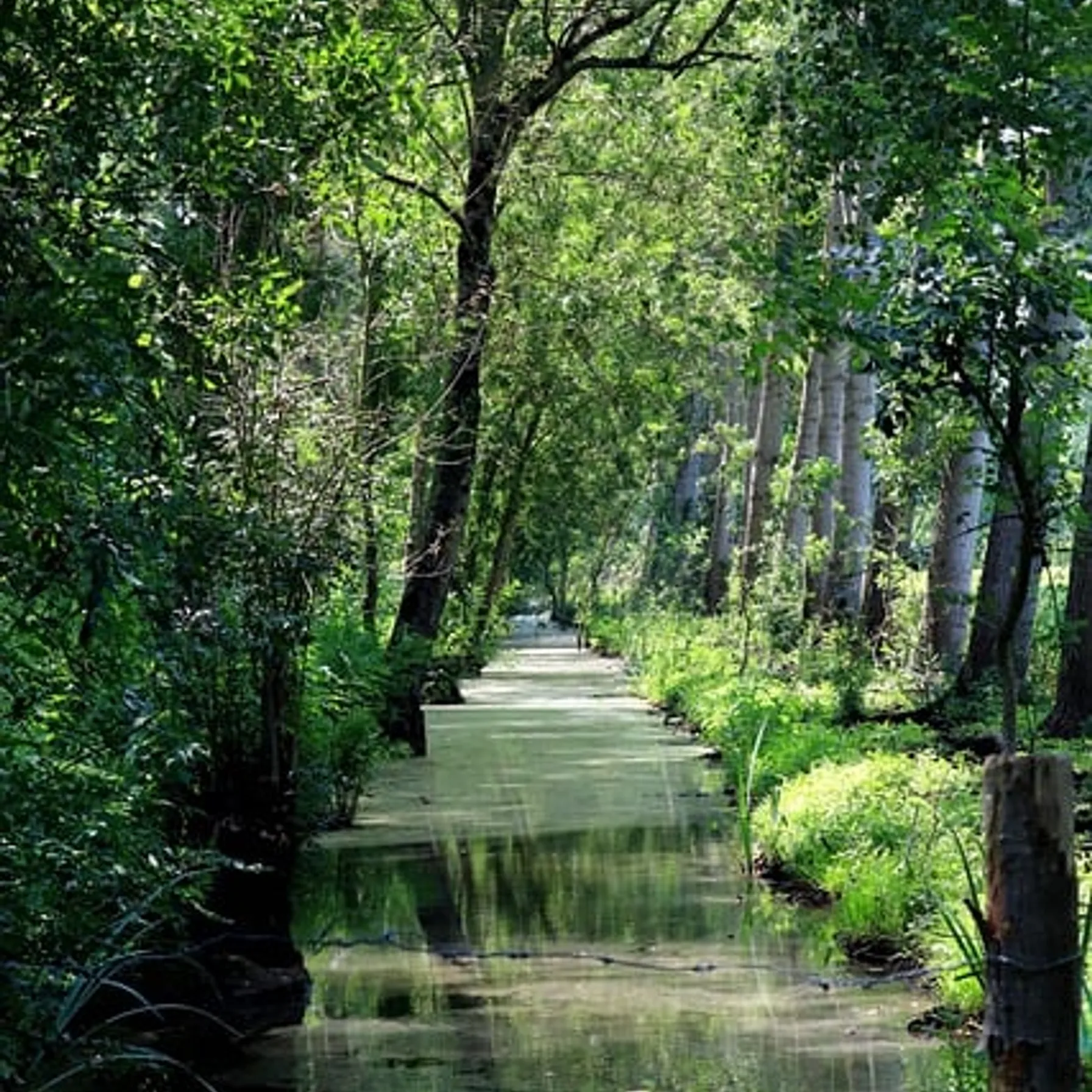 imagePoitevin Marshes