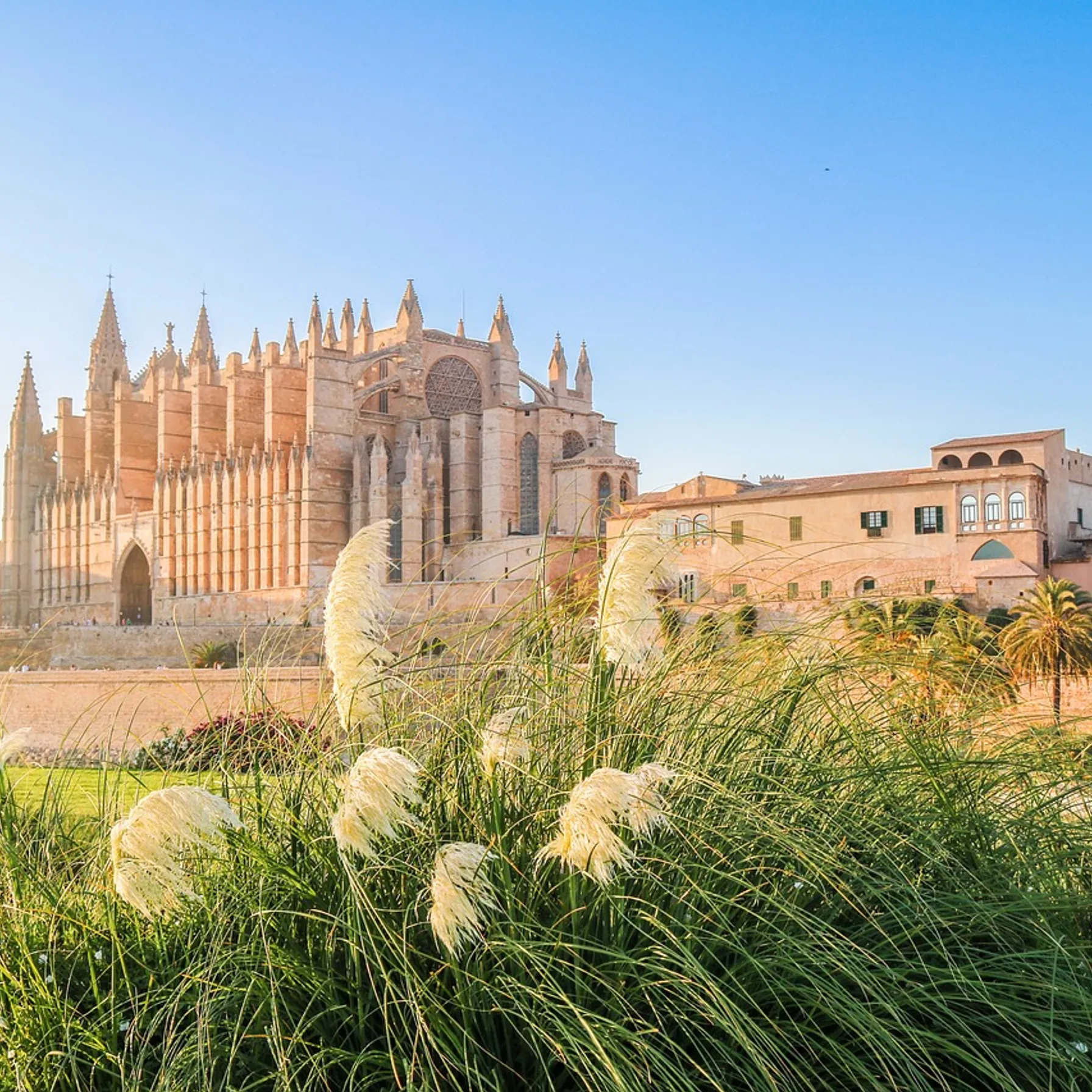 imagePalma