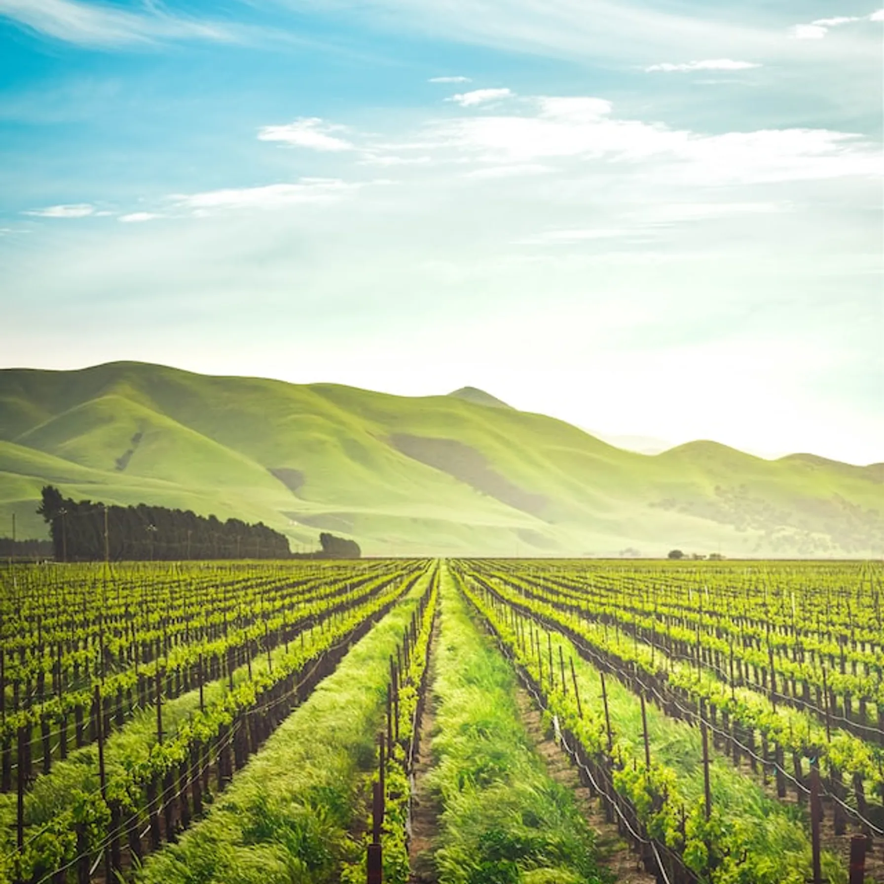 imageAlsace Wine Route