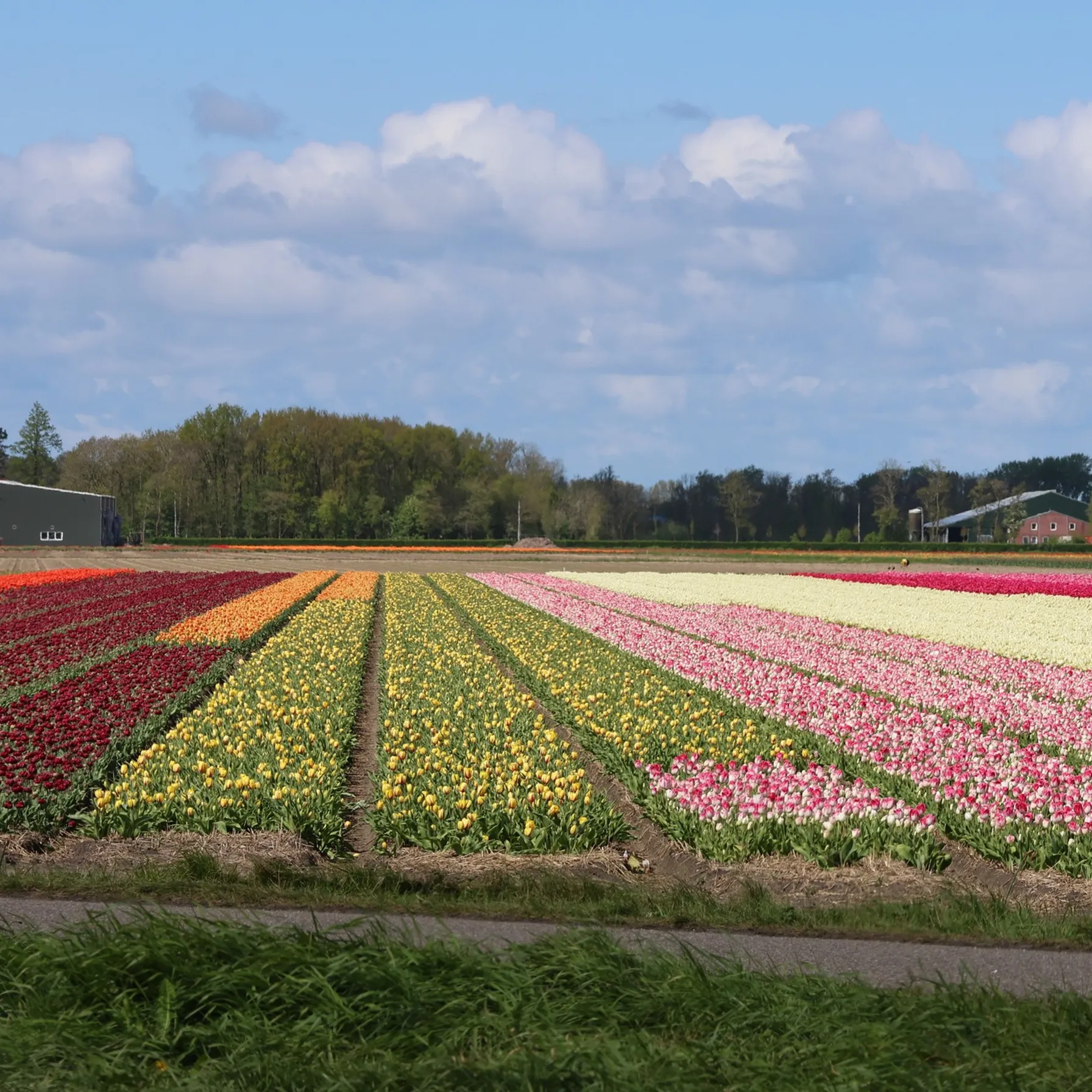 Road trip aux Pays-Bas au printempsPays-Bas