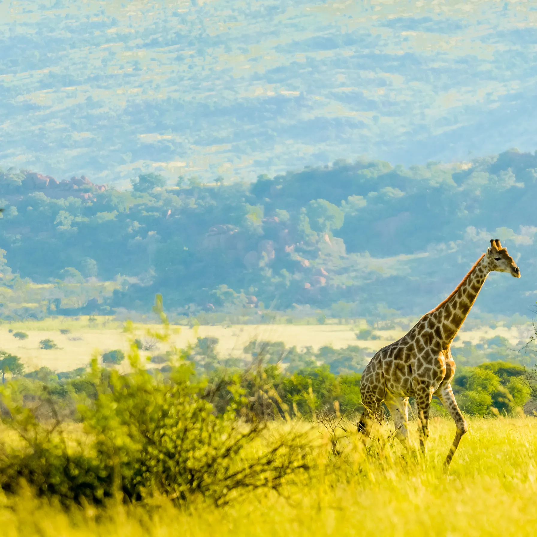 imagePilanesberg National Park