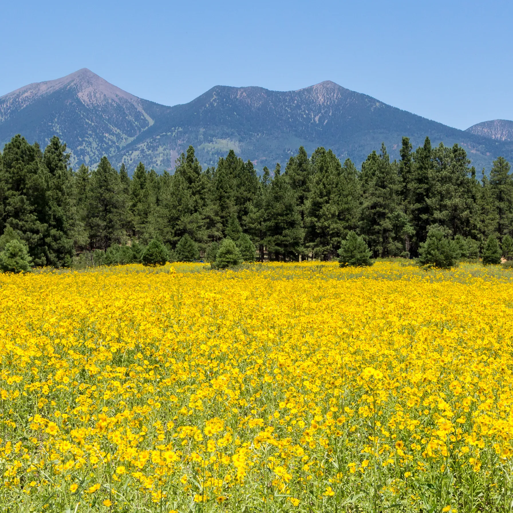 imageFlagstaff