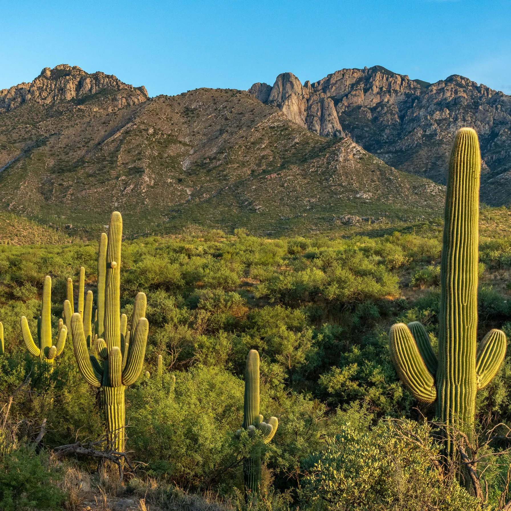 imageTucson