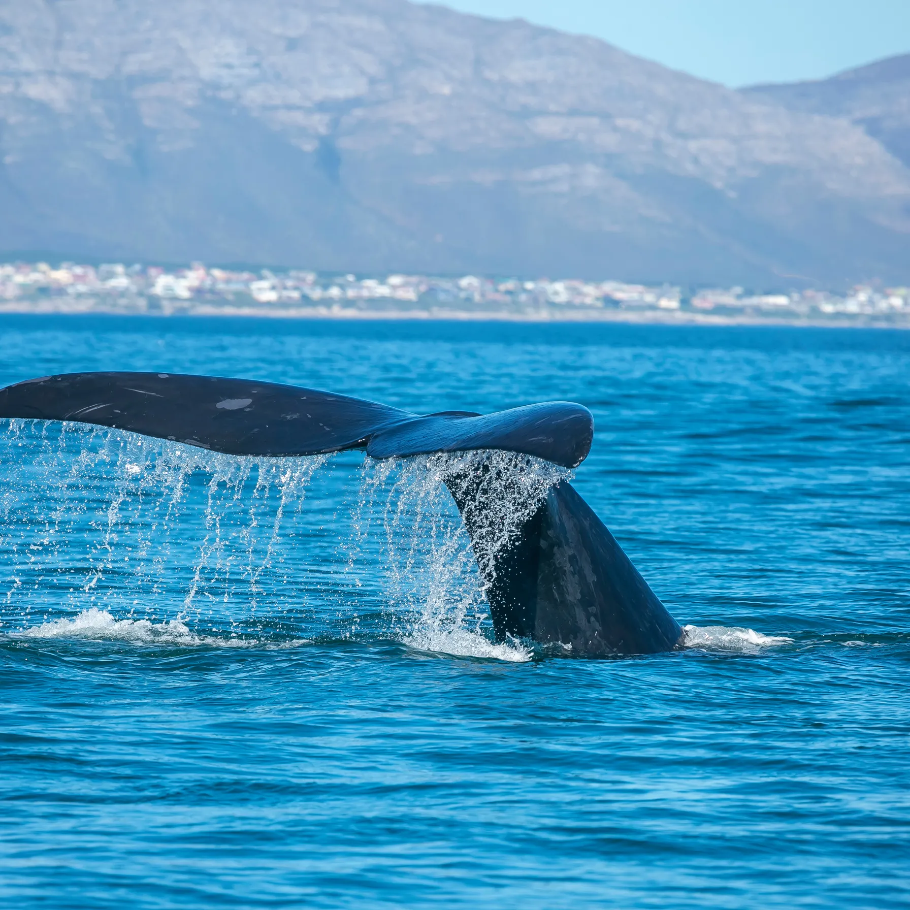 imageHermanus