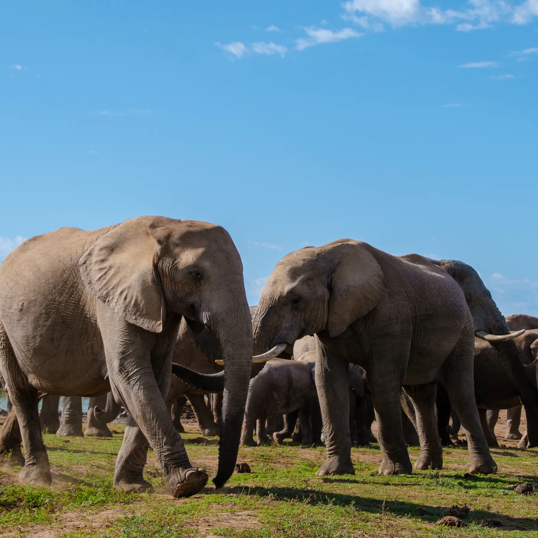 imageAddo Elephant National Park