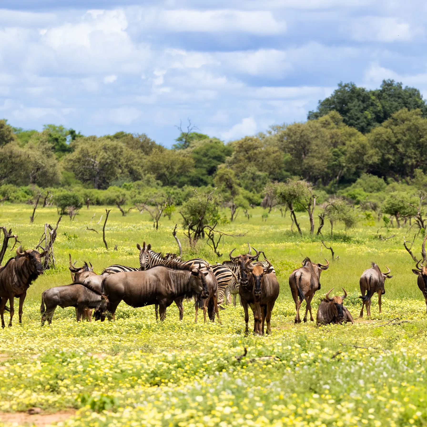 imageMapungubwe National Park