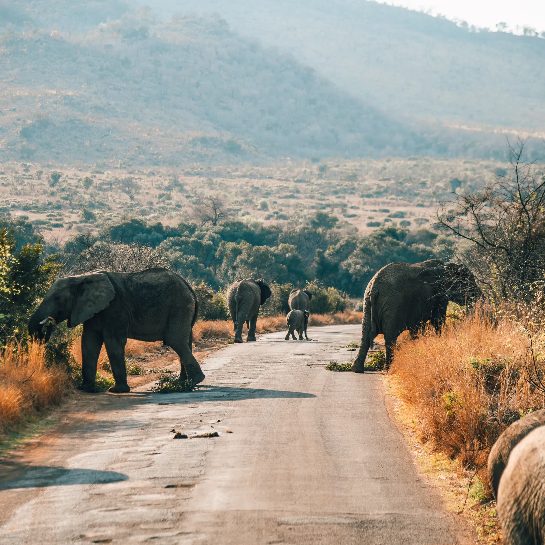 imagePilanesberg National Park