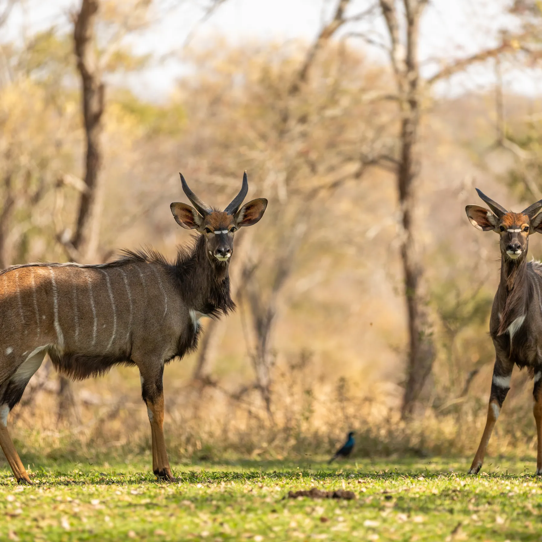 imageSabi Sands Game Reserve