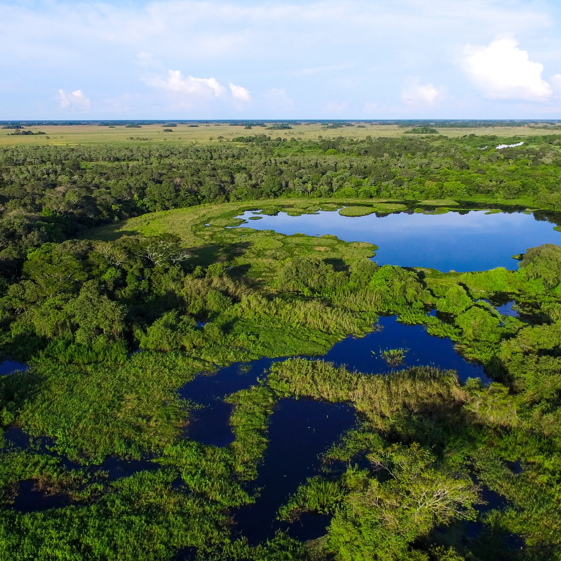 imagePantanal