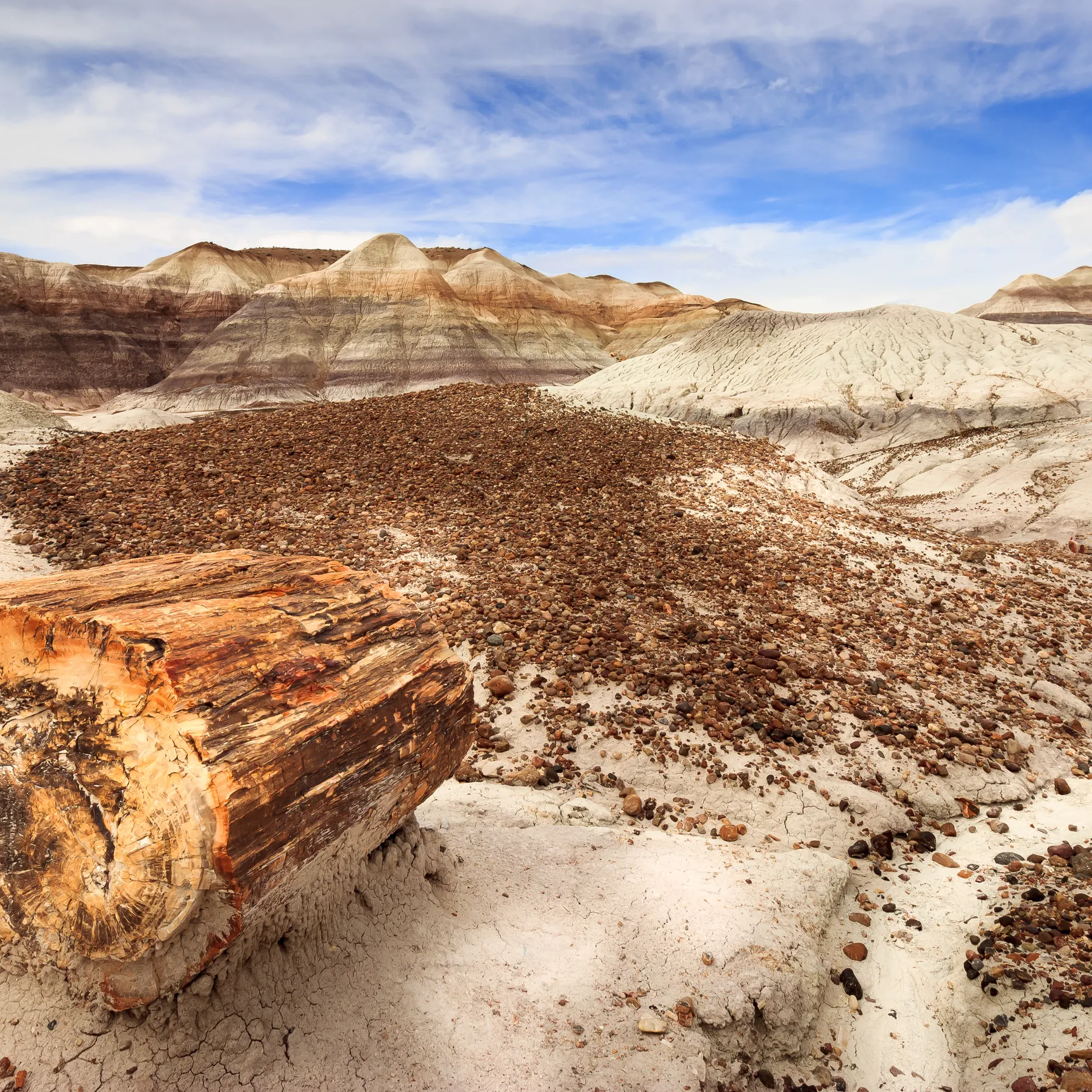imagePetrified Forest National Park