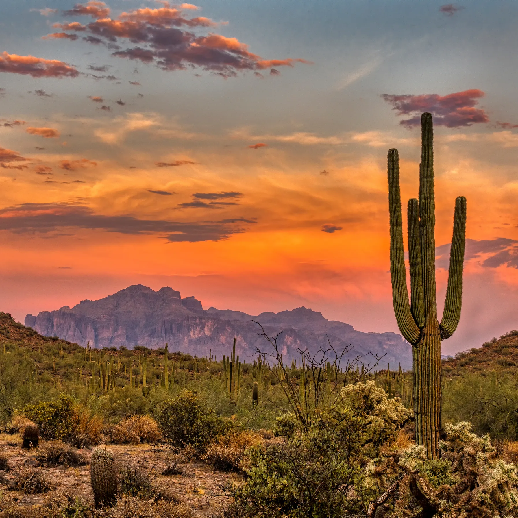 imageSaguaro National Park