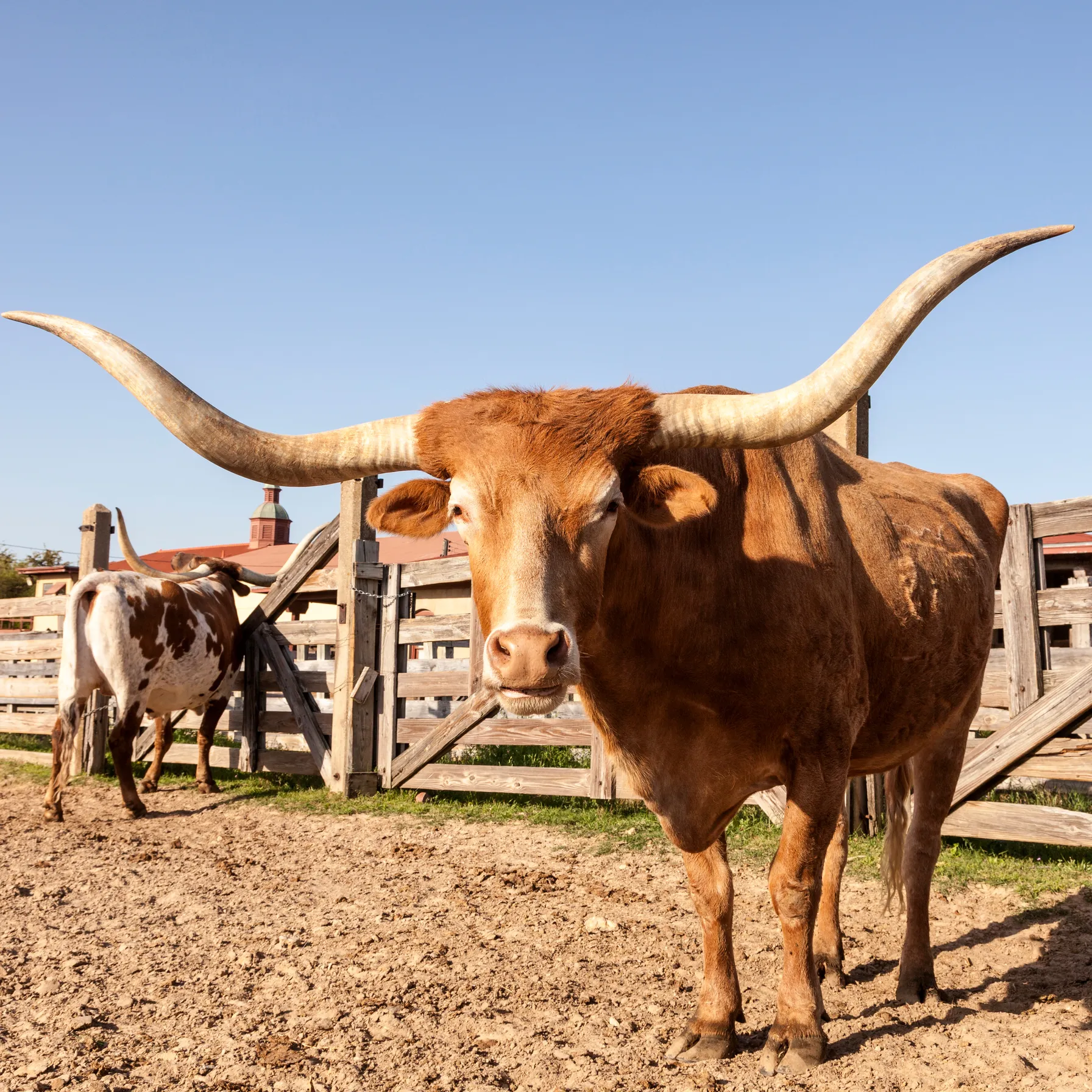 imageFort Worth Stockyards
