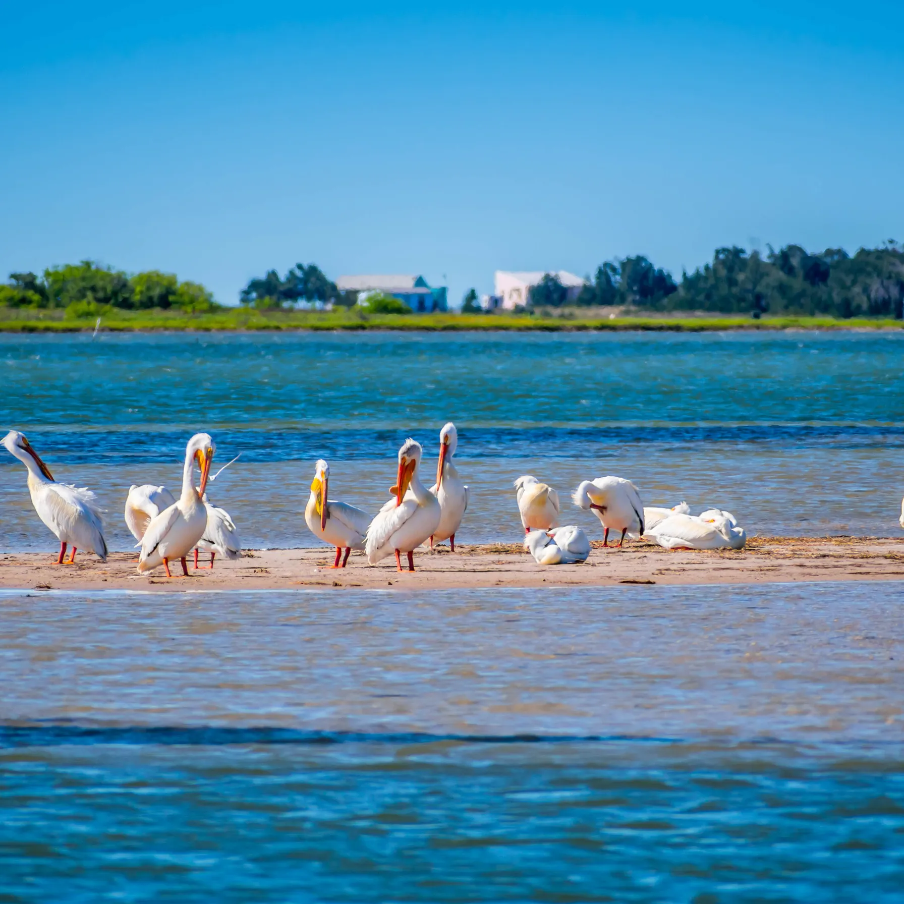 imagePadre Island (Padre Island National Seashore)