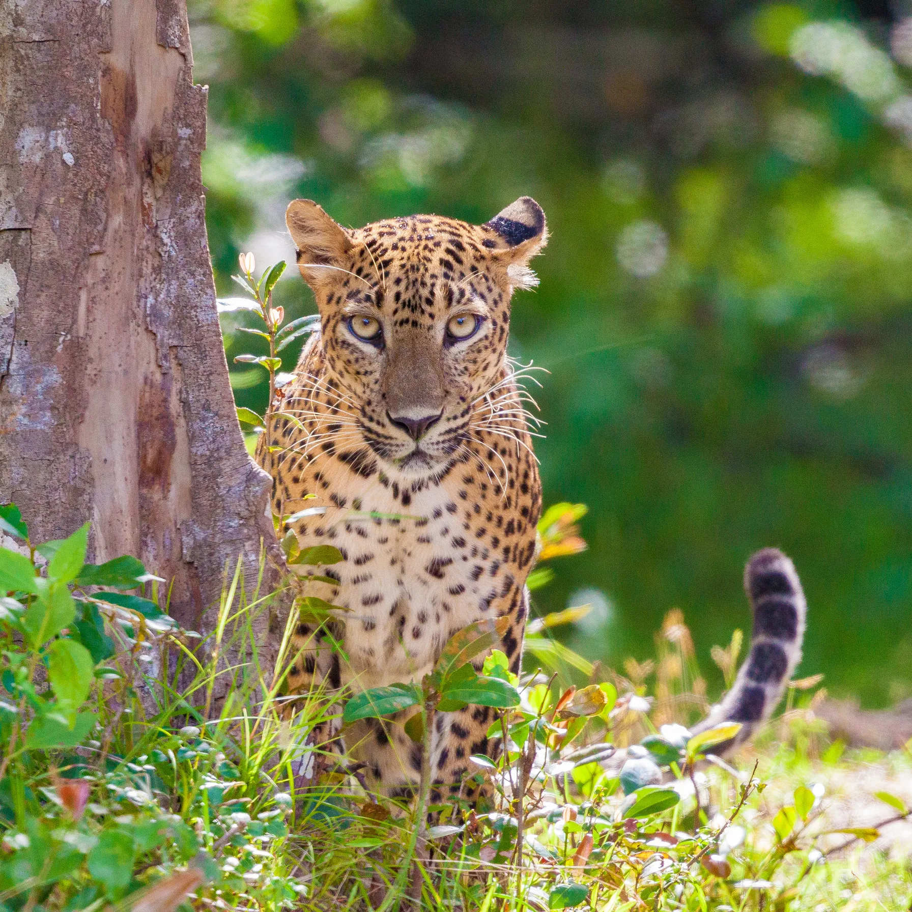 imageParc national de Wilpattu