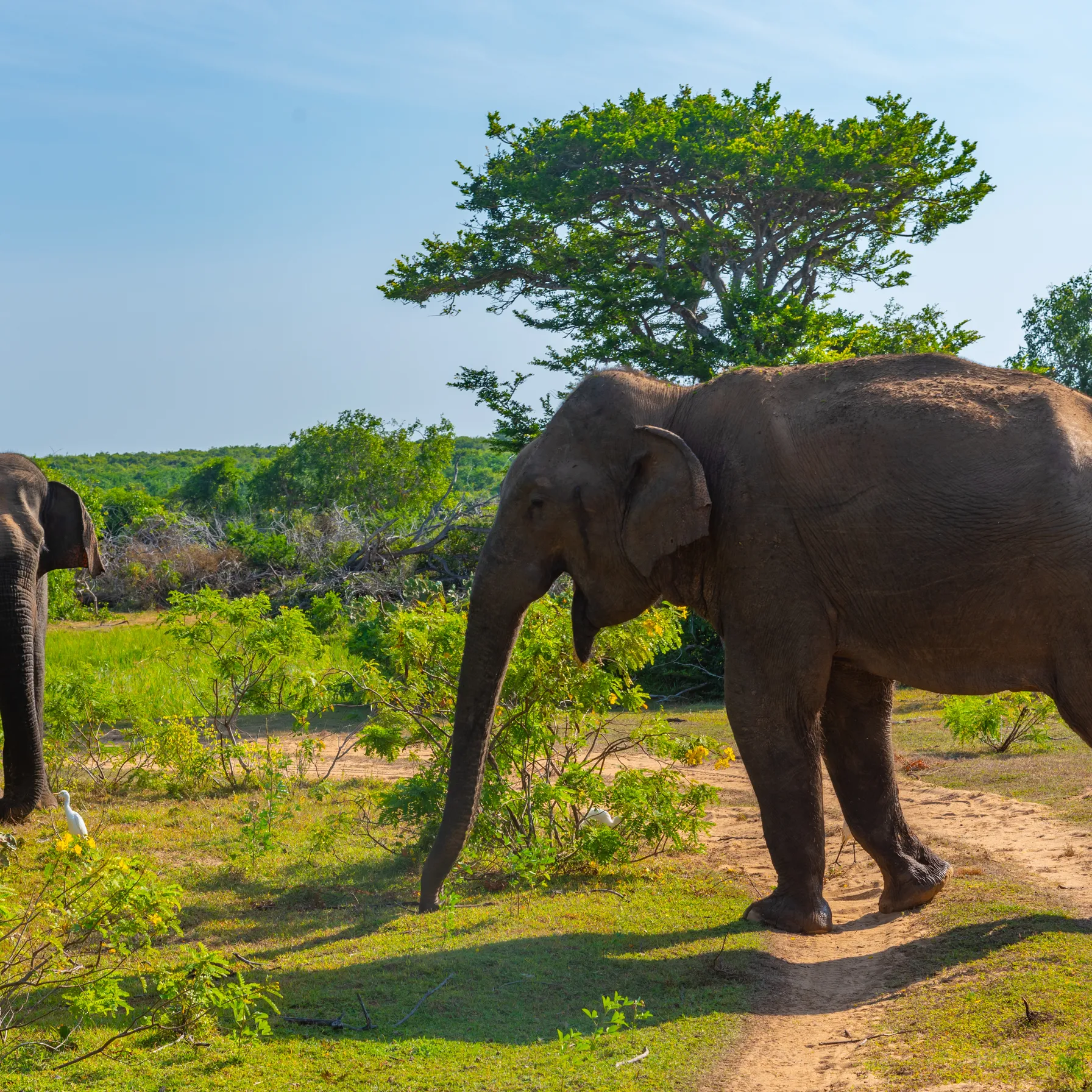 imageParc national de Yala