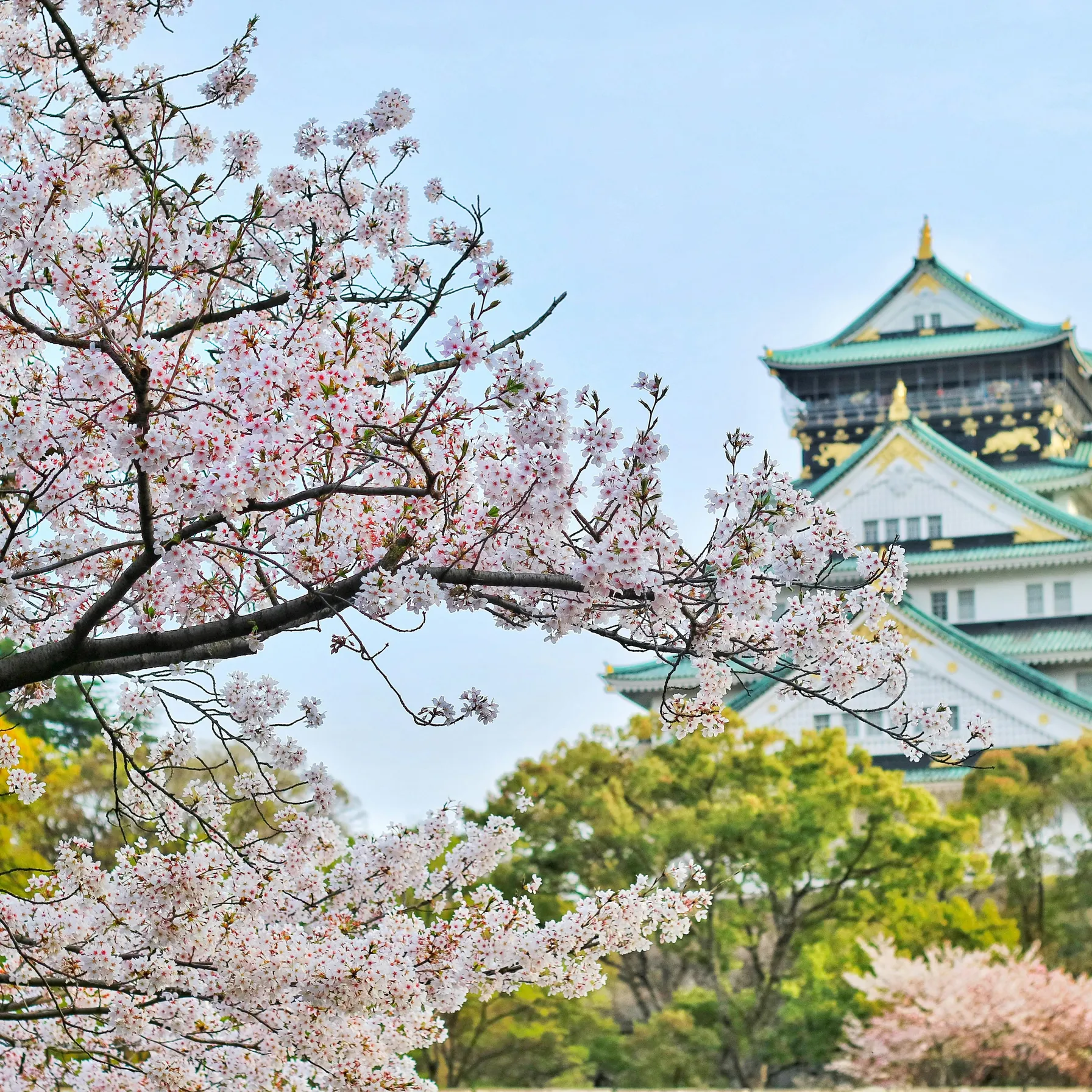 Japon, cerisiers en fleurs & cultureJapon