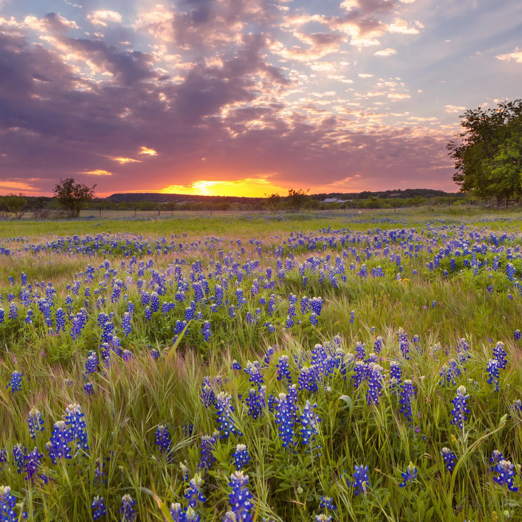imageTexas