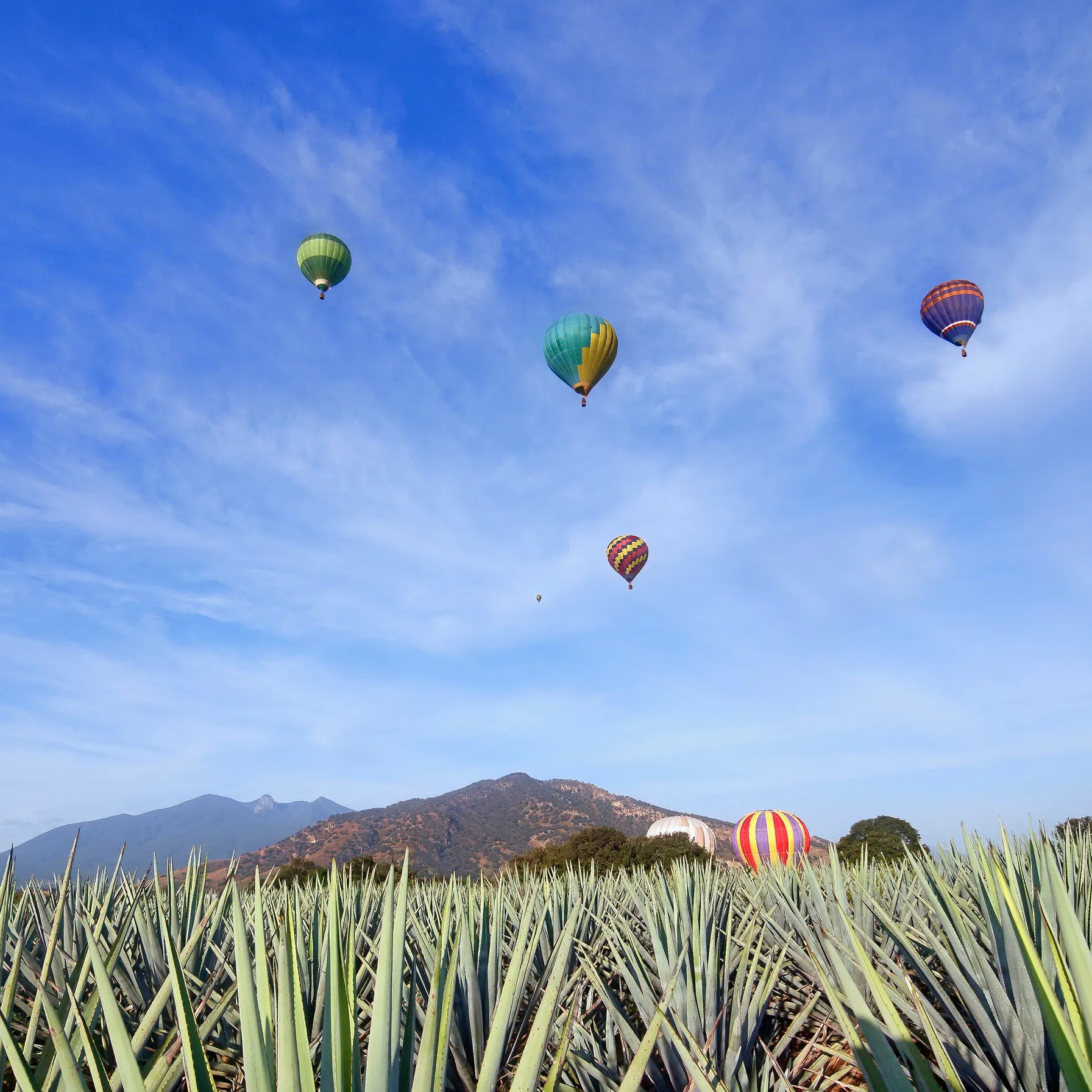 imageCôte Ouest & Vallée de Tequila