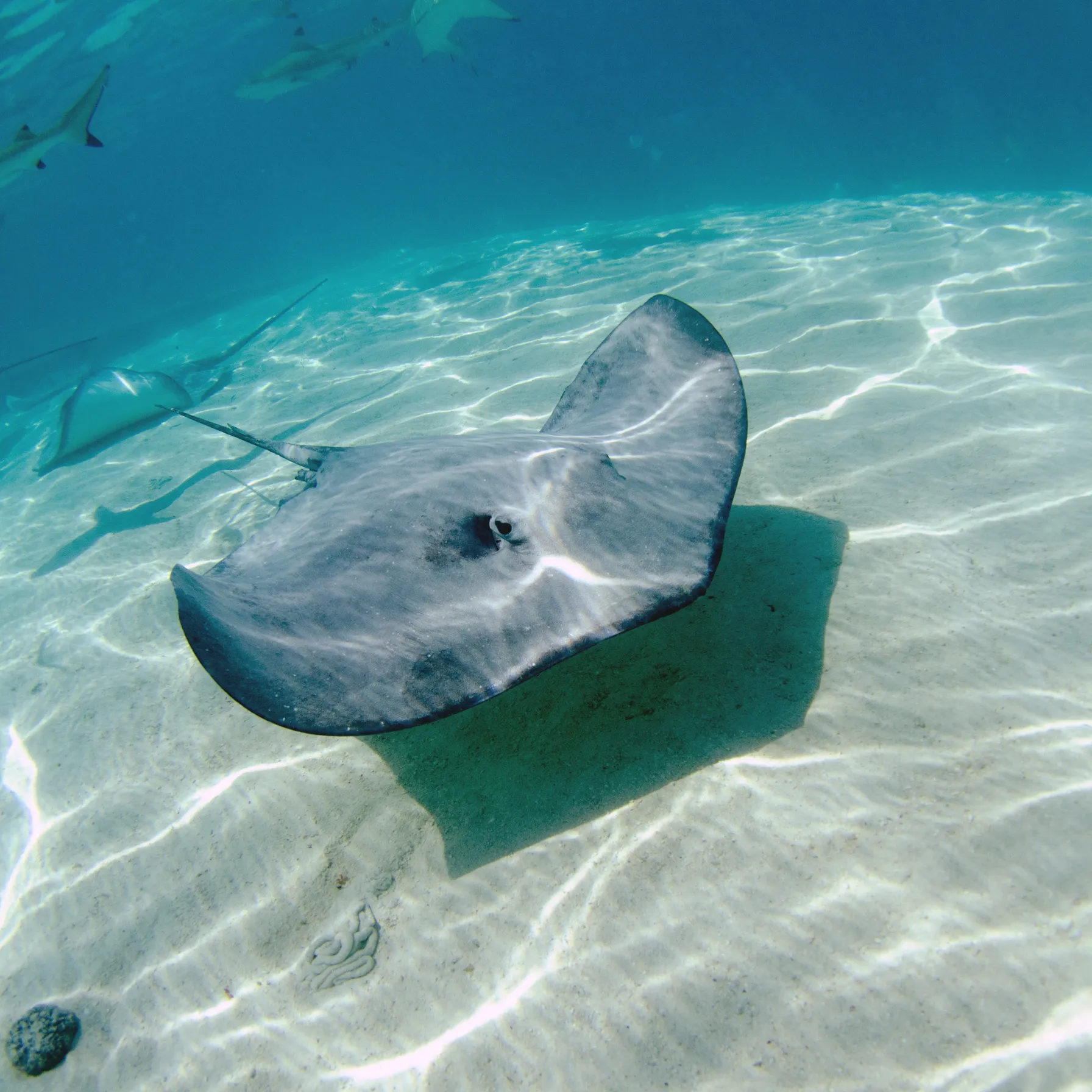imageMoorea
