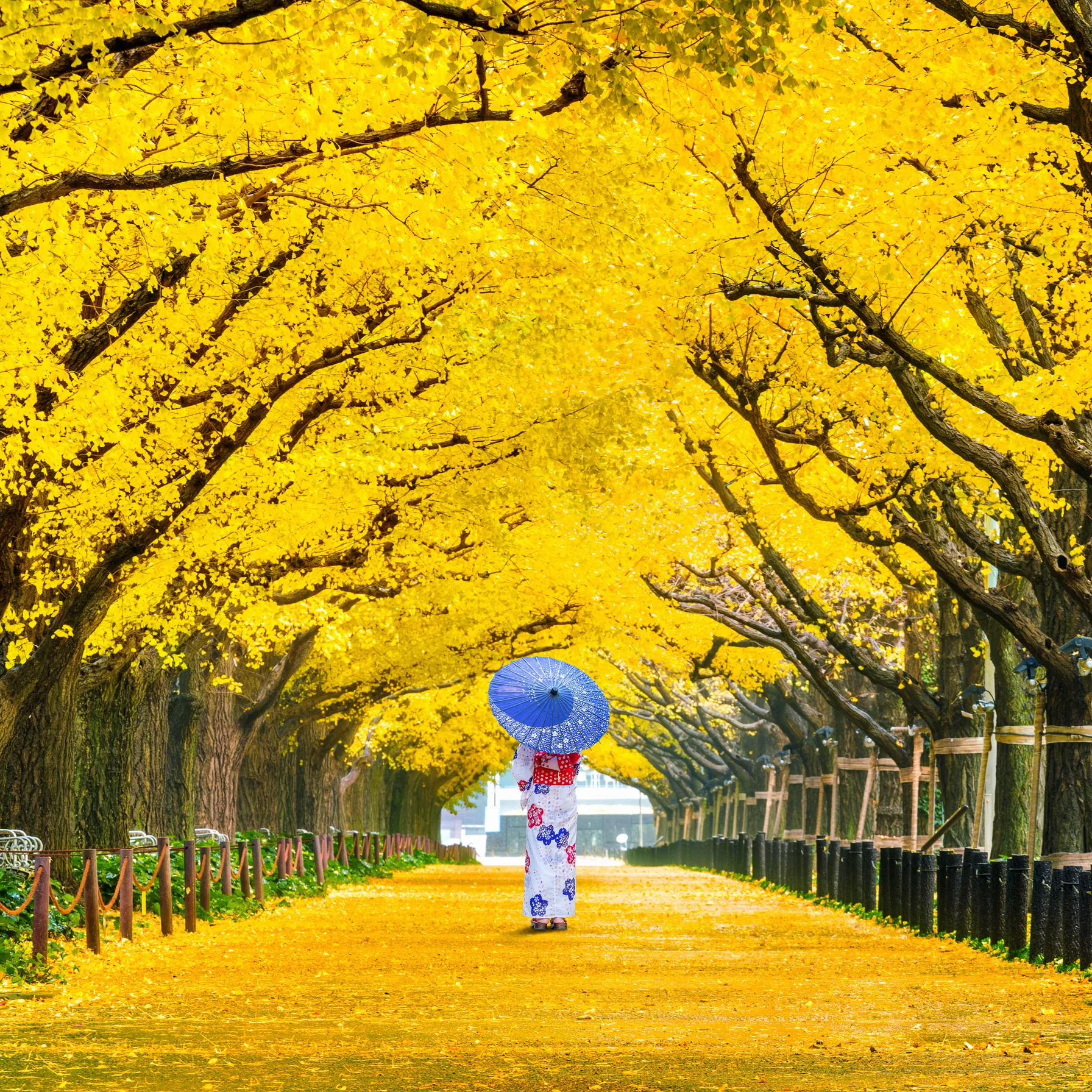 Couleurs d'automne: le Japon d'Est en OuestJapon