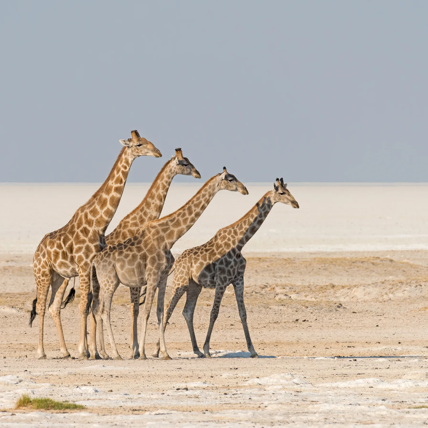 Namibie en famille premium : safari guidé, lodges de charme et aventures inoubliablesNamibie