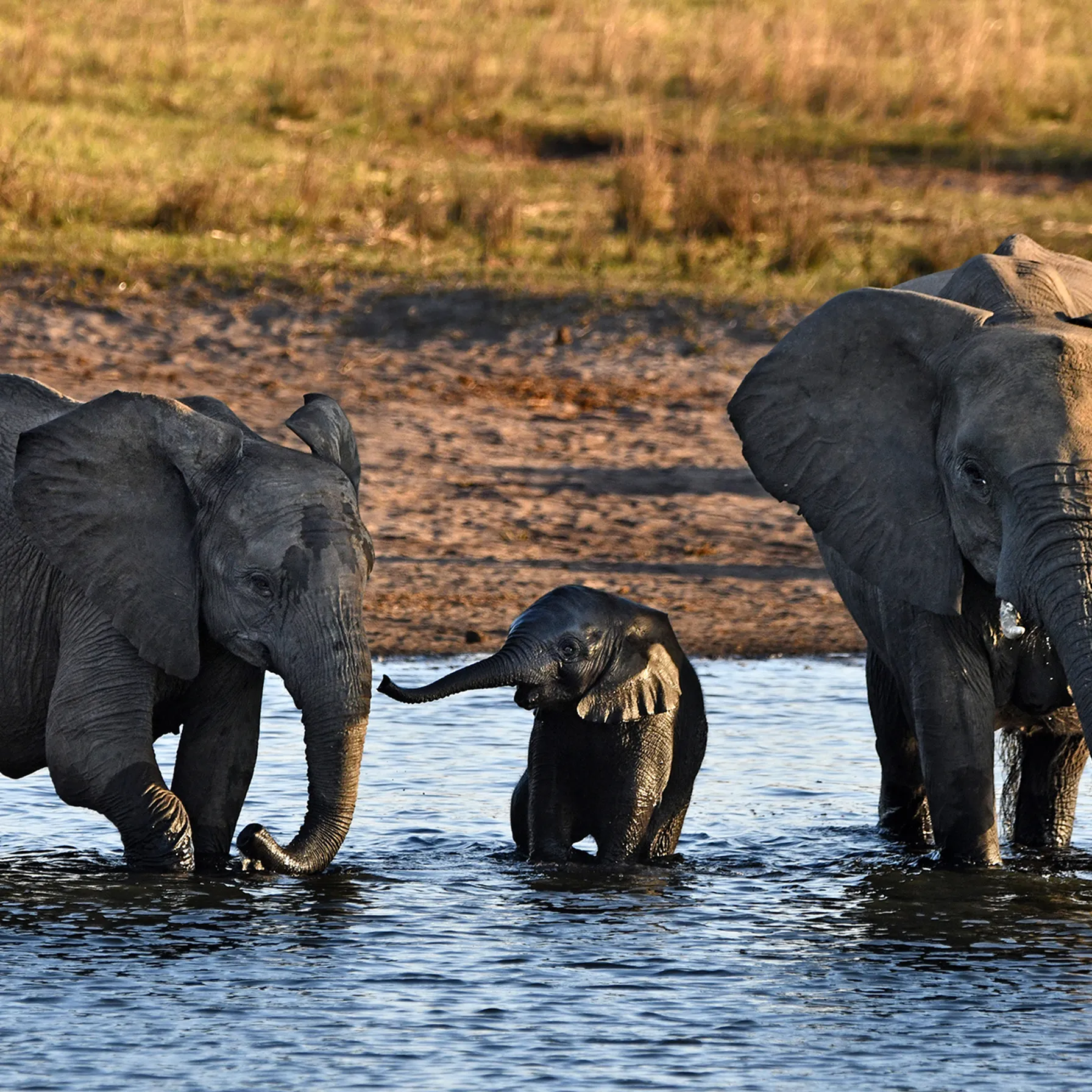 Botswana : bien plus qu'une destination safari !Botswana