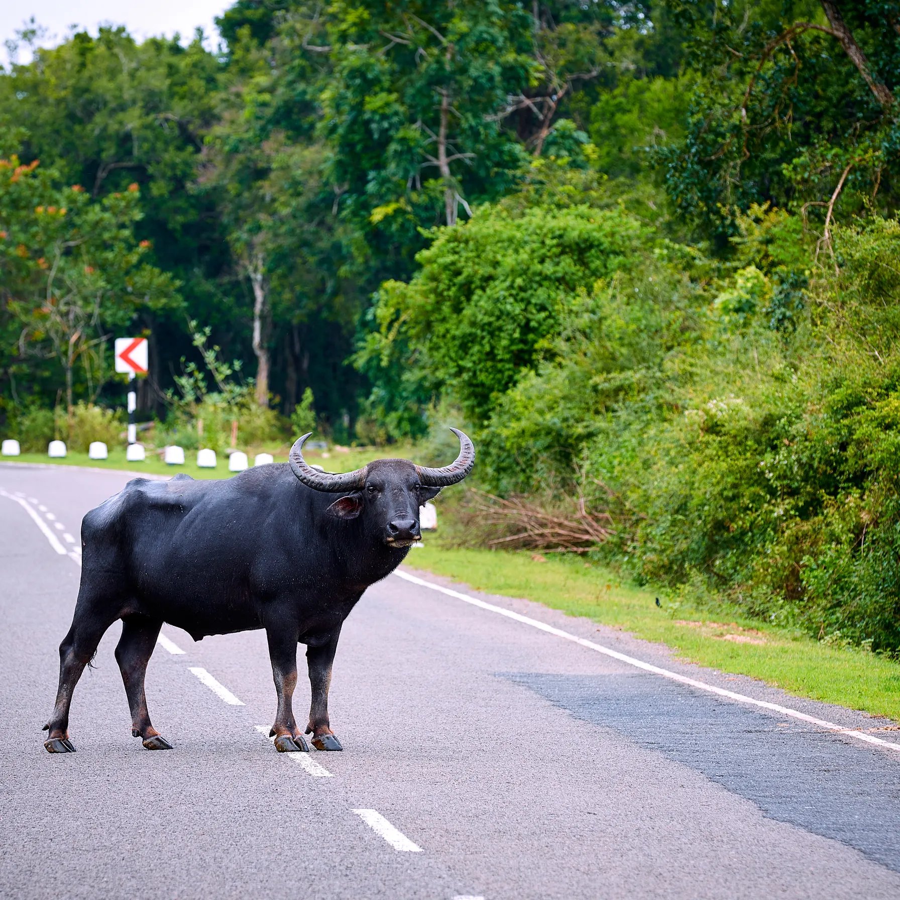 De Colombo aux plages du Sud : le Sri Lanka en roadtripSri Lanka