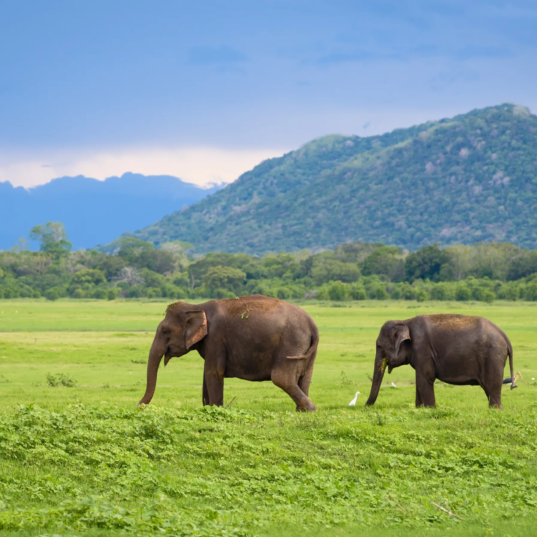 Ceylan en liberté : safari, temples et plages au Sri LankaSri Lanka