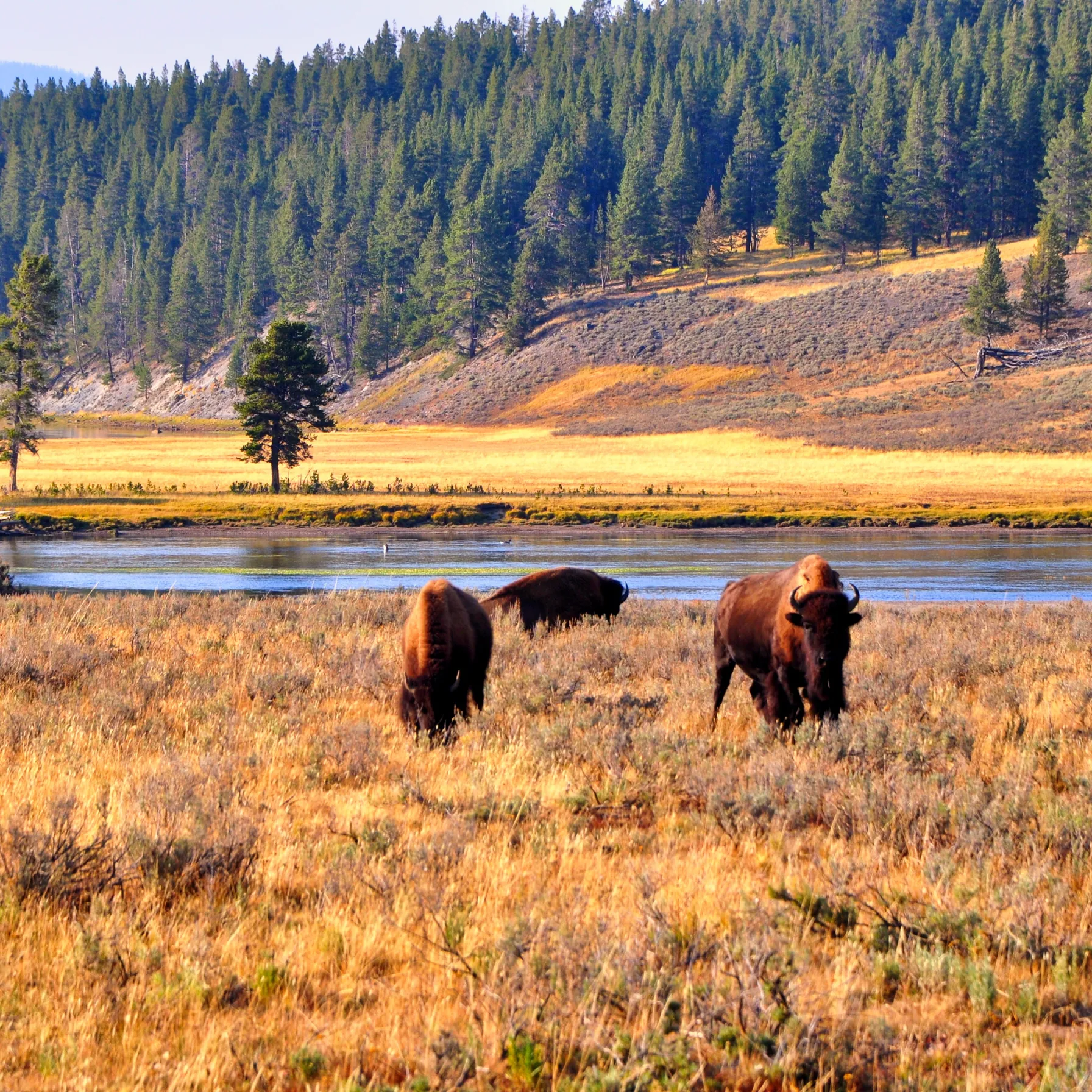 L'Ouest sauvage en liberté : de Denver à YellowstoneÉtats-Unis