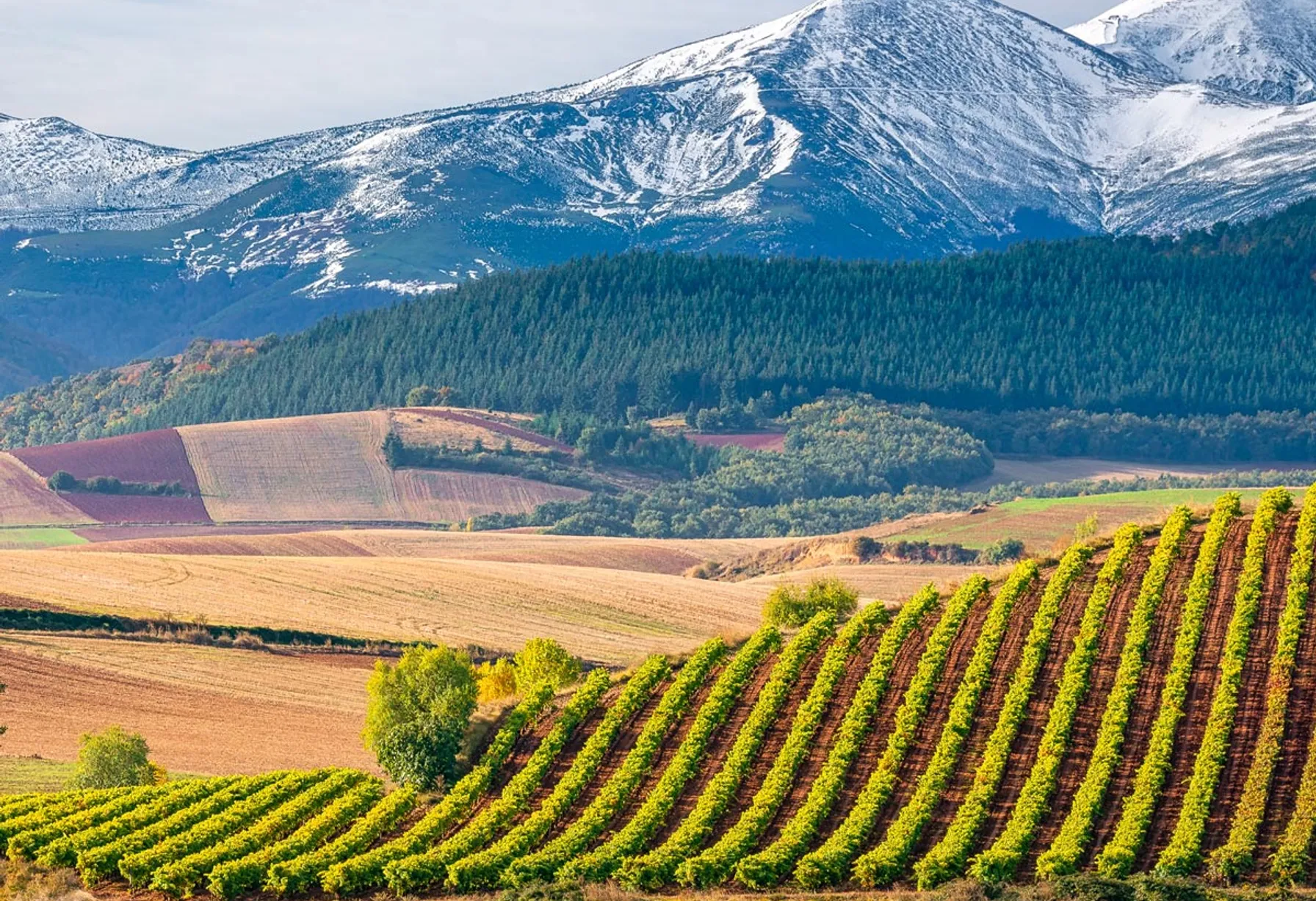 Image Wine Tourism in La Rioja