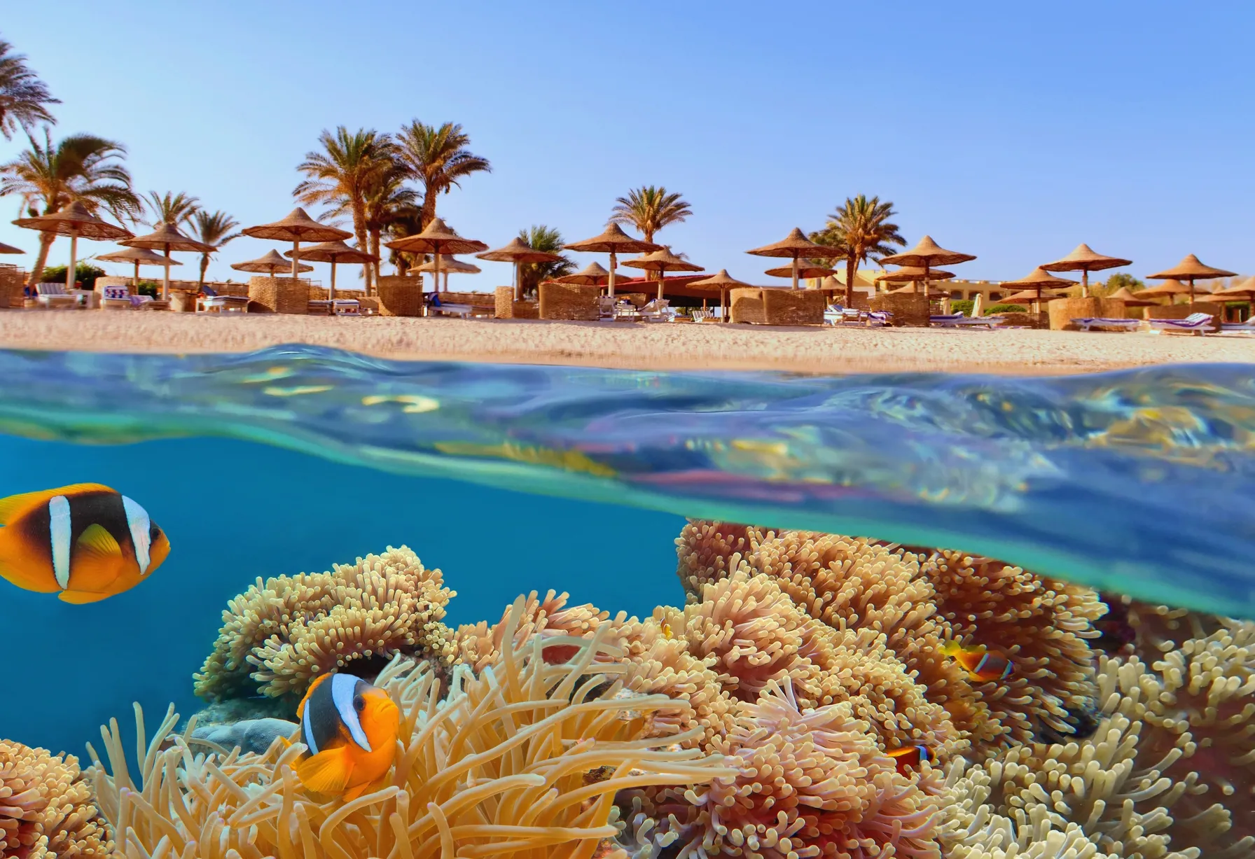 Image Activities in Egypt