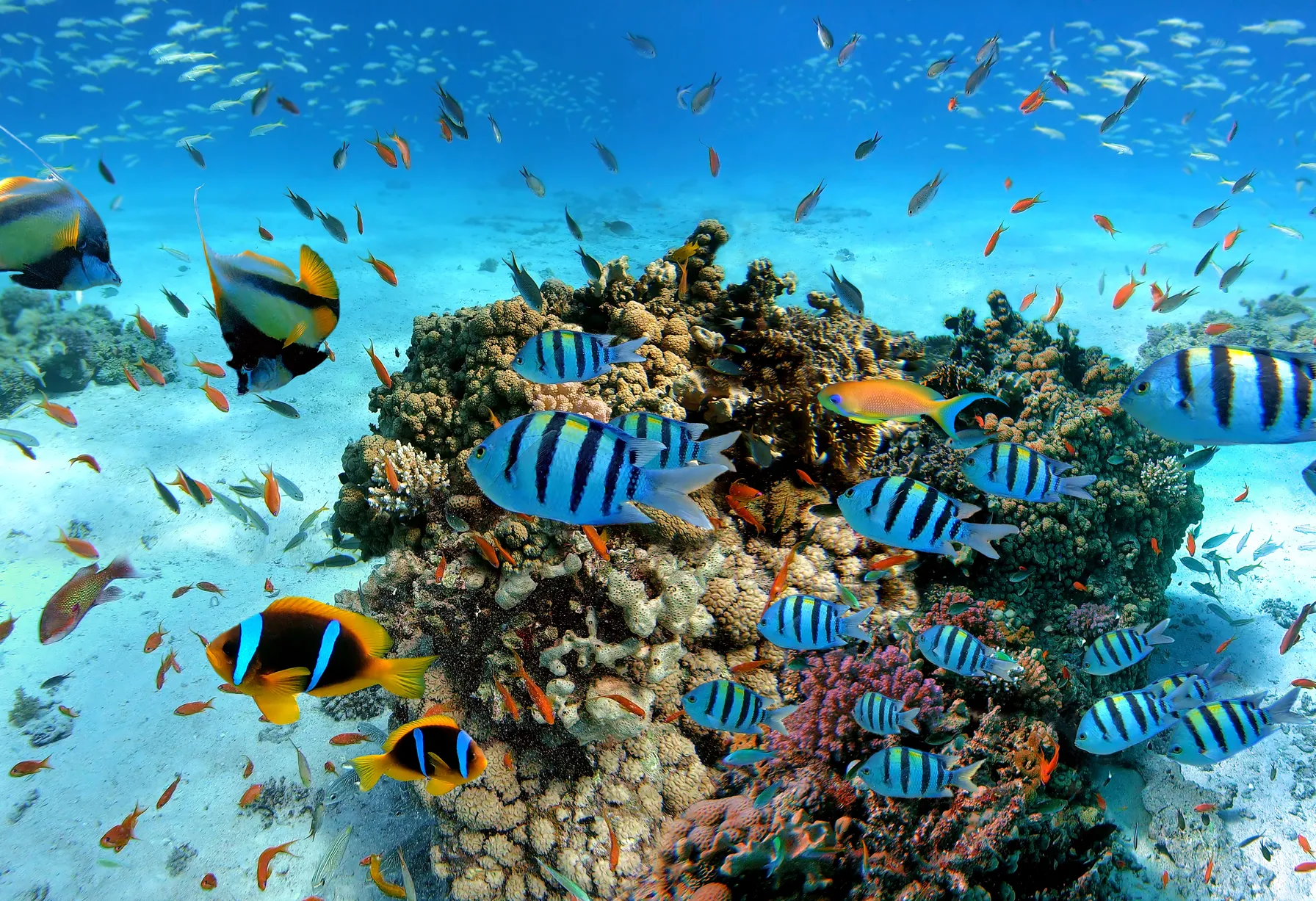 Image Que faire à Hurghada