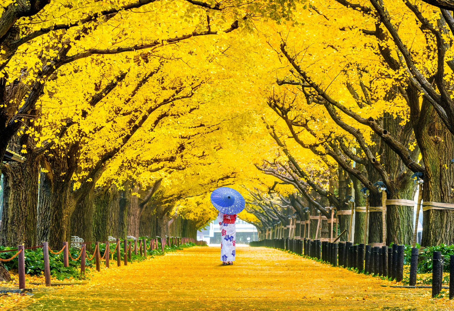 Image Tokyo en mai