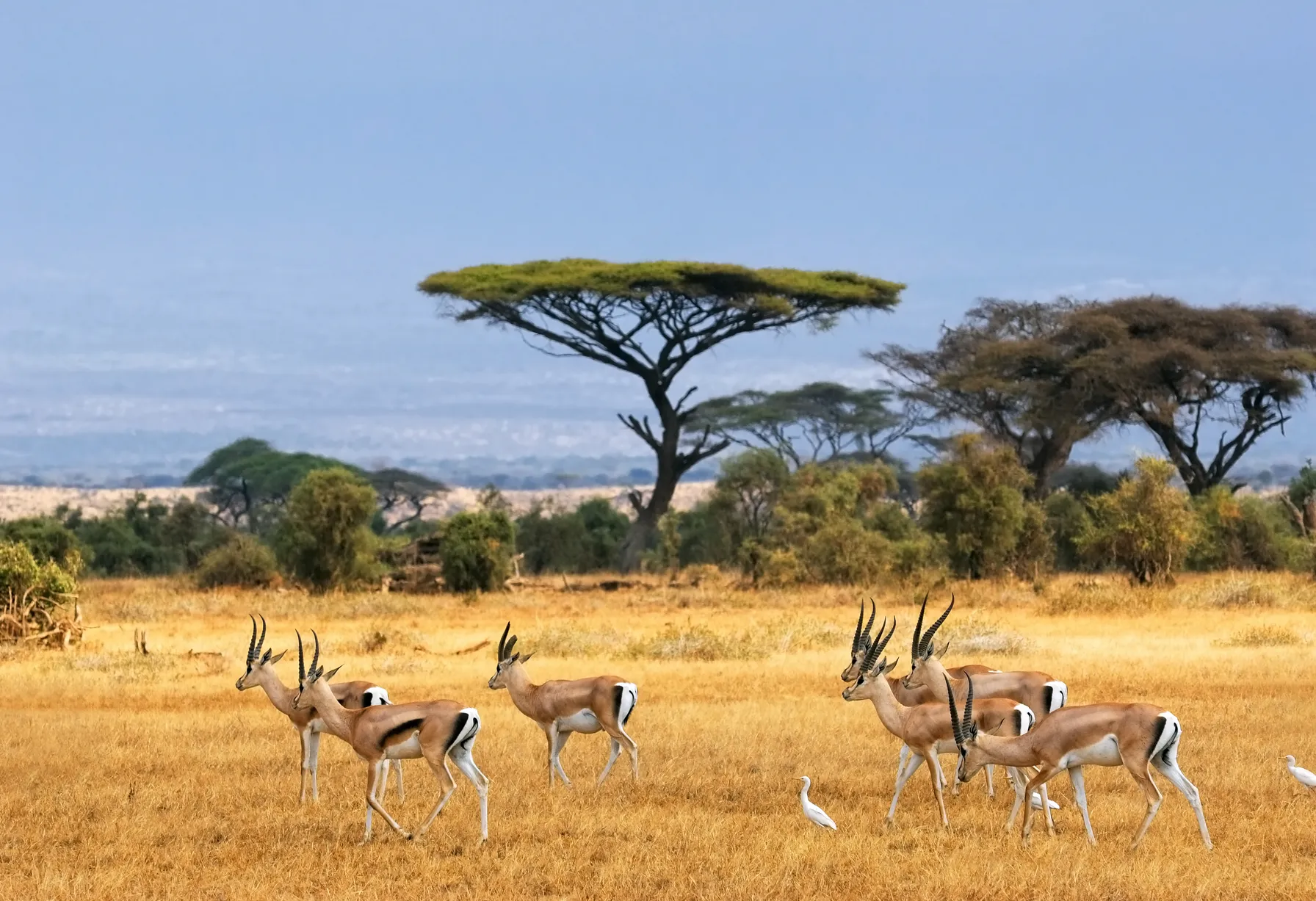 Image Que faire en afrique du sud