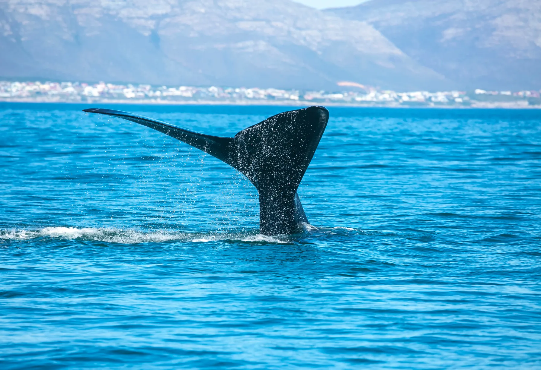 Image Que faire à Hermanus