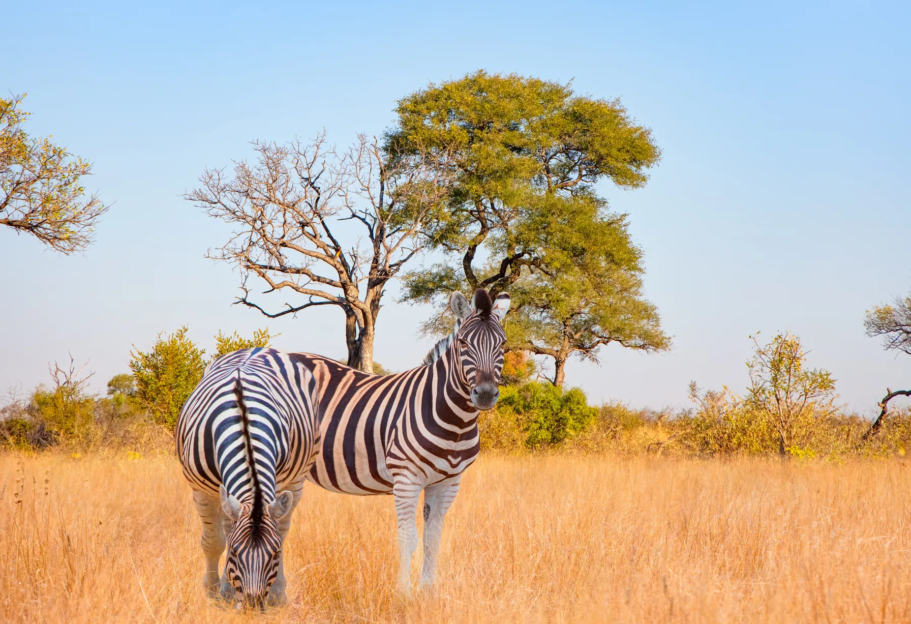 Image Afrique du sud en novembre