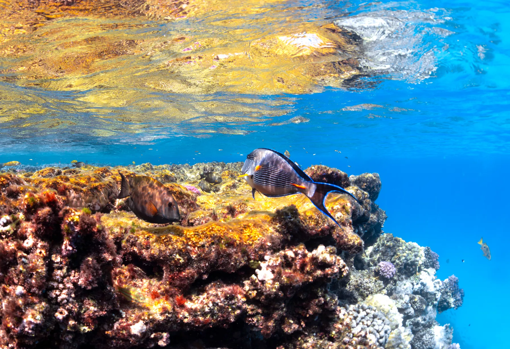 Image Red Sea in April