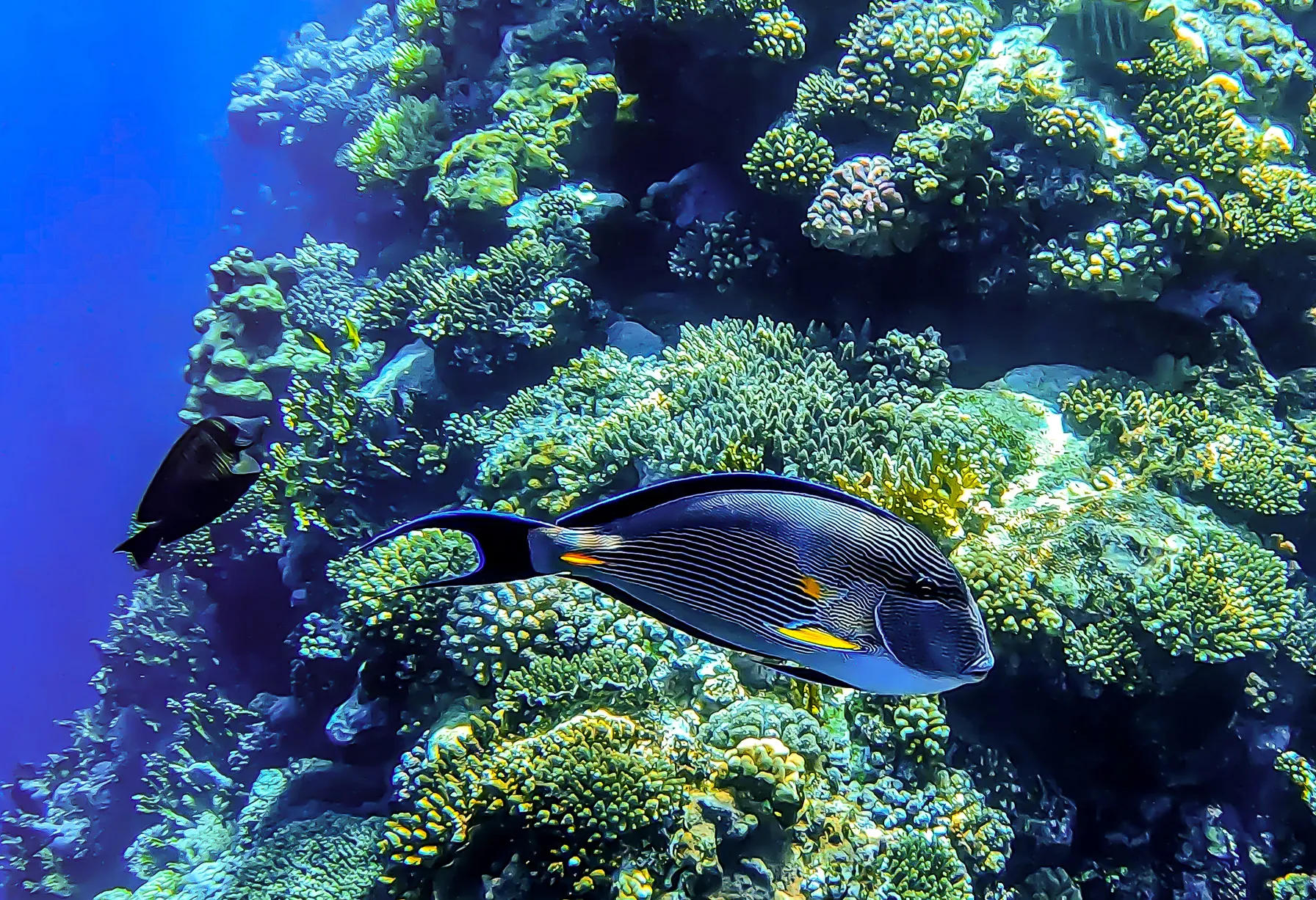Image Sharm el Sheikh in May