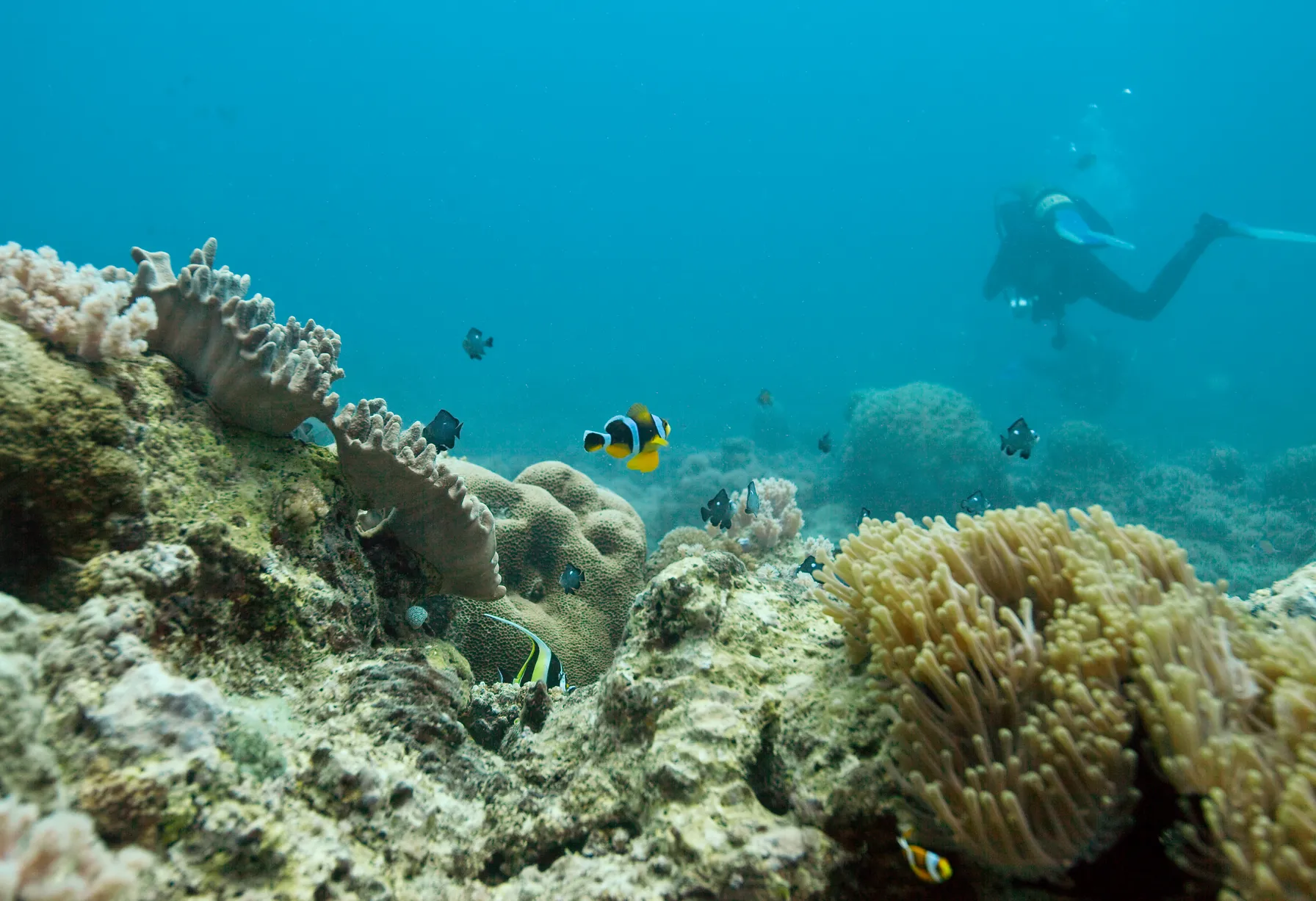 Image Diving in Mauritius