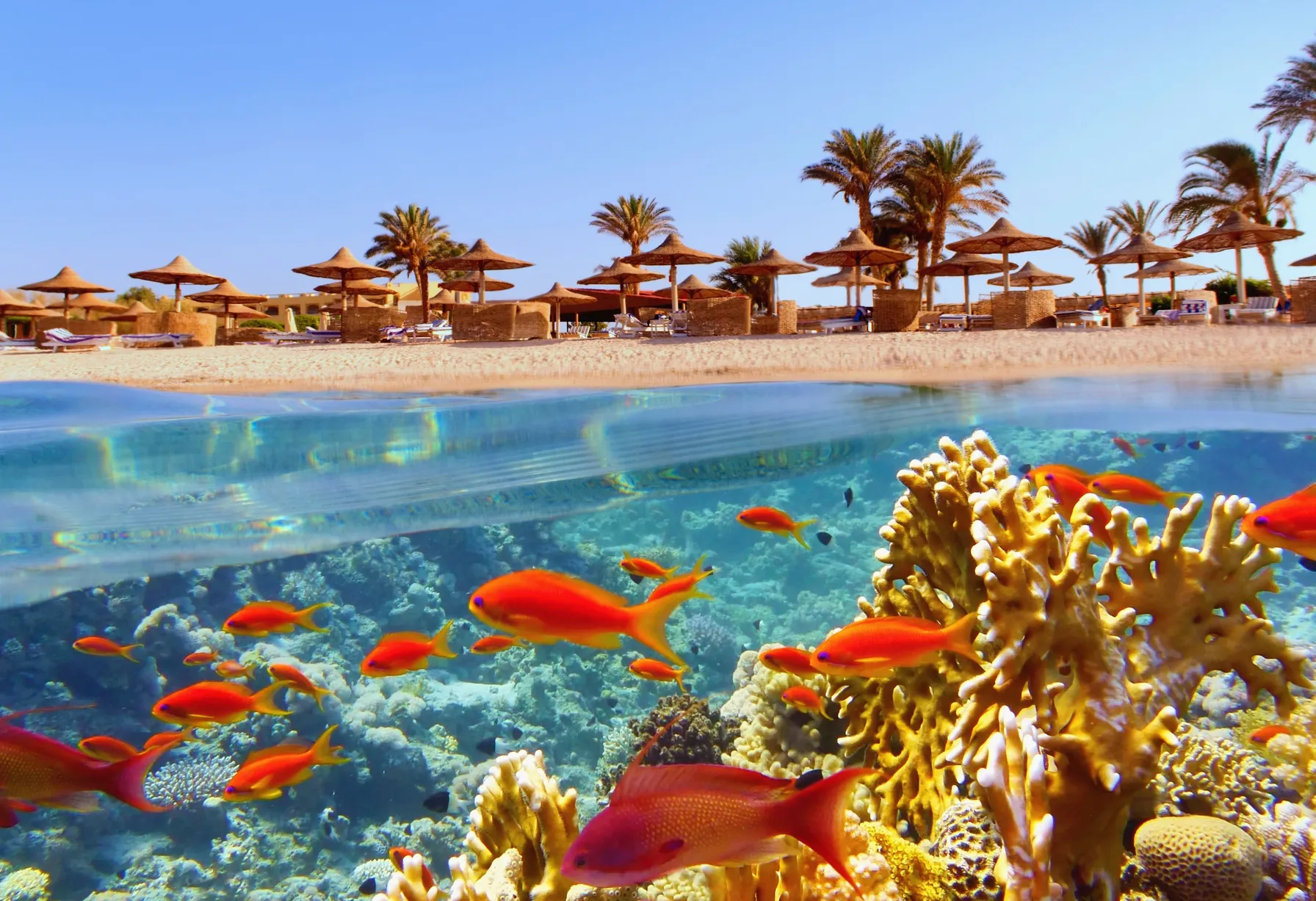 Image Diving in Egypt
