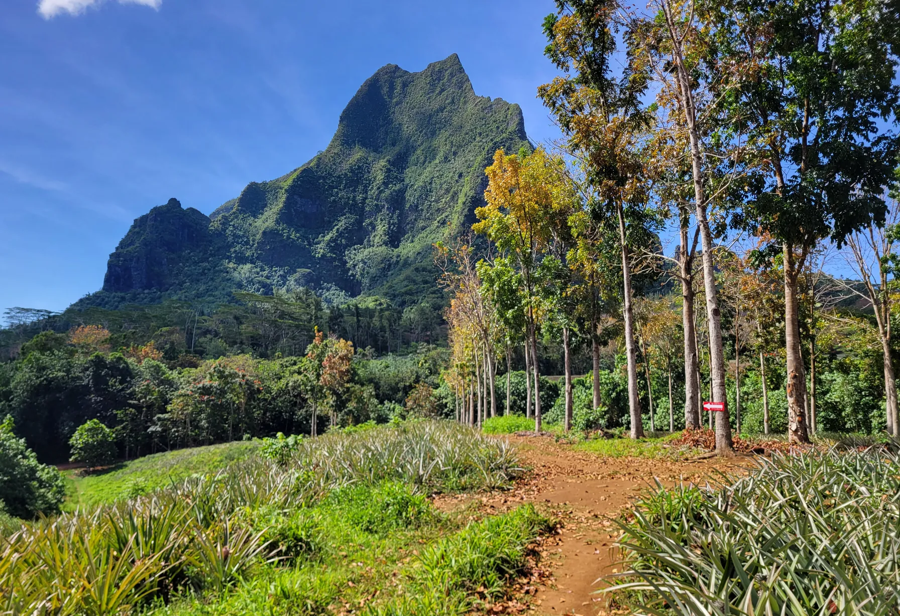 Image Randonnée à Moorea