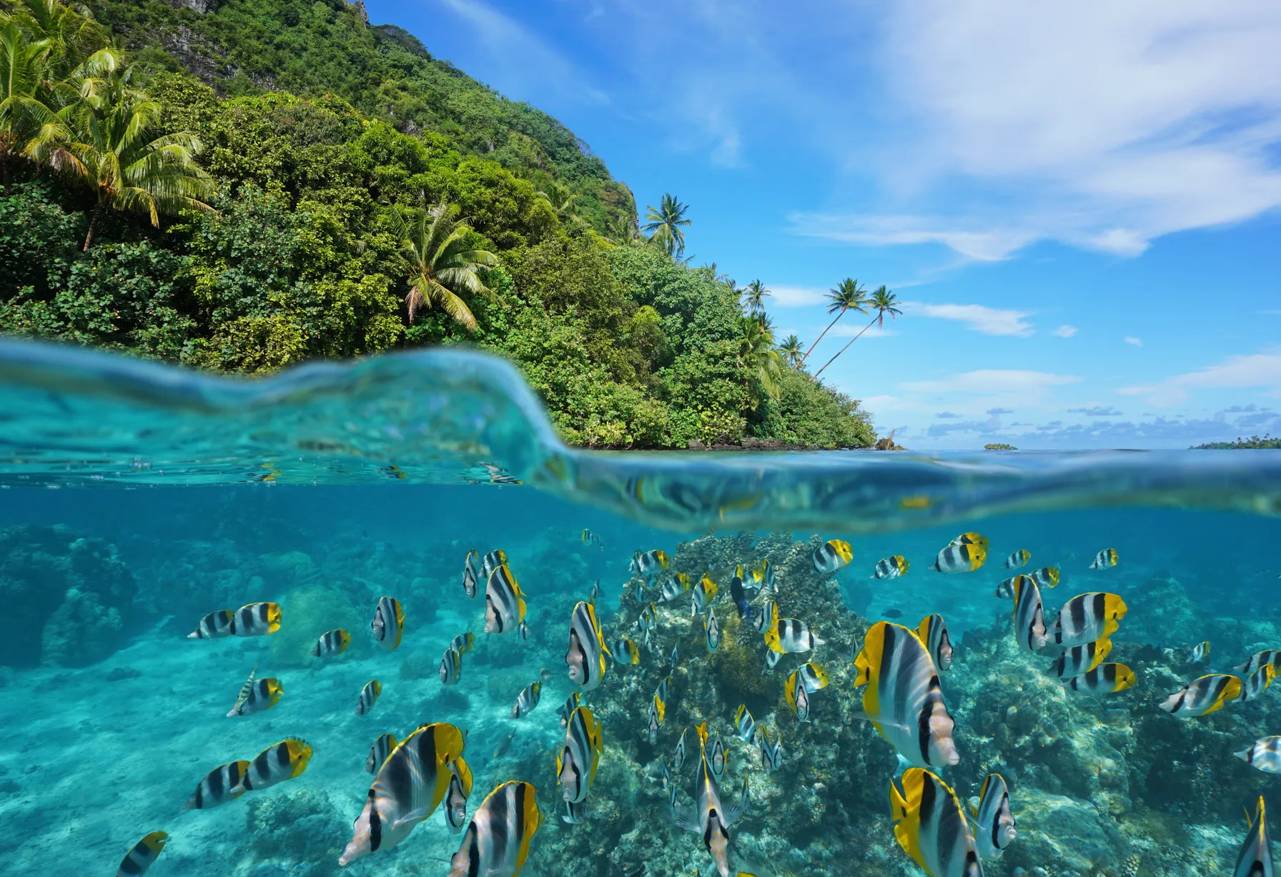 Image Tahiti in August
