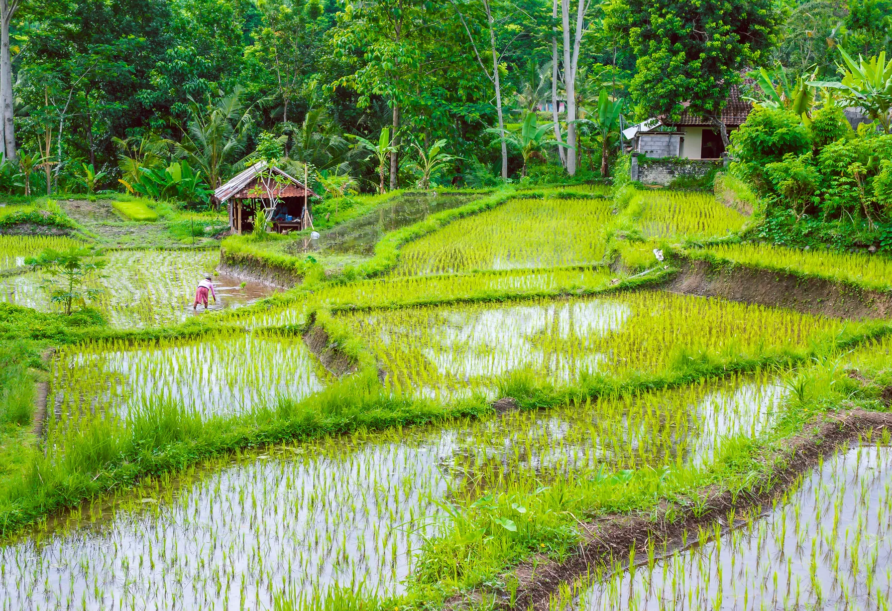 Image Bali en octobre