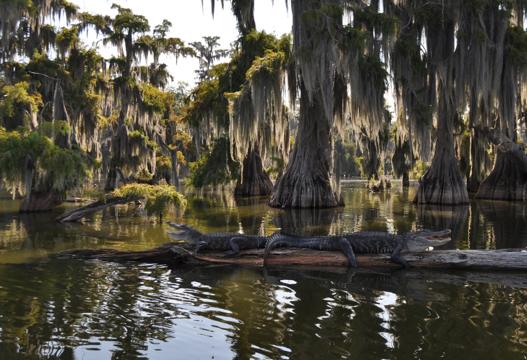 Image Plage en Louisiane