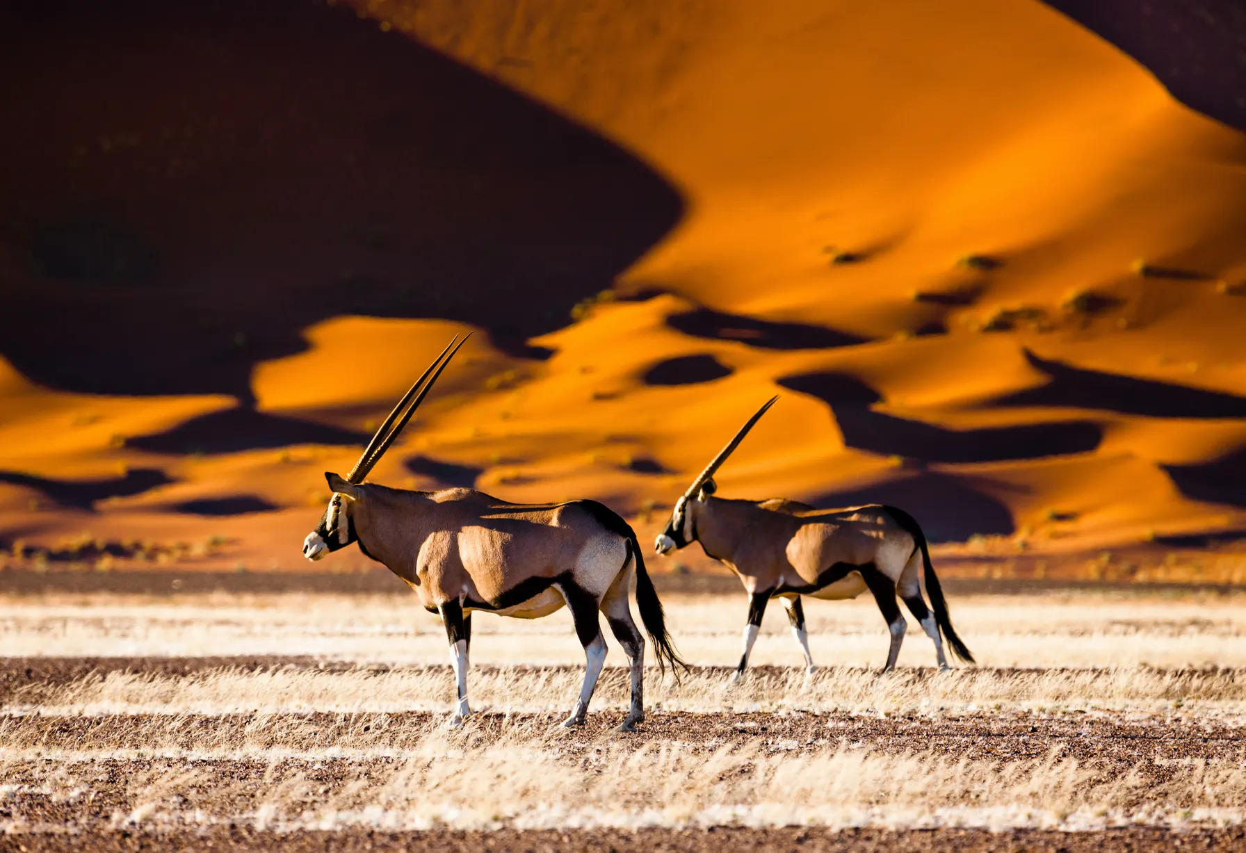 Image When to go to Namibia