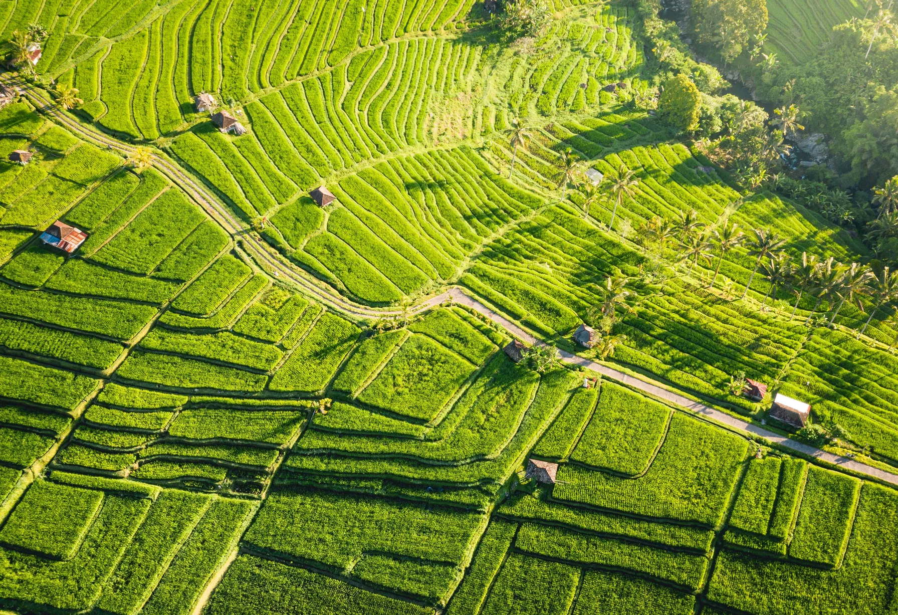 Image Que faire à Bali